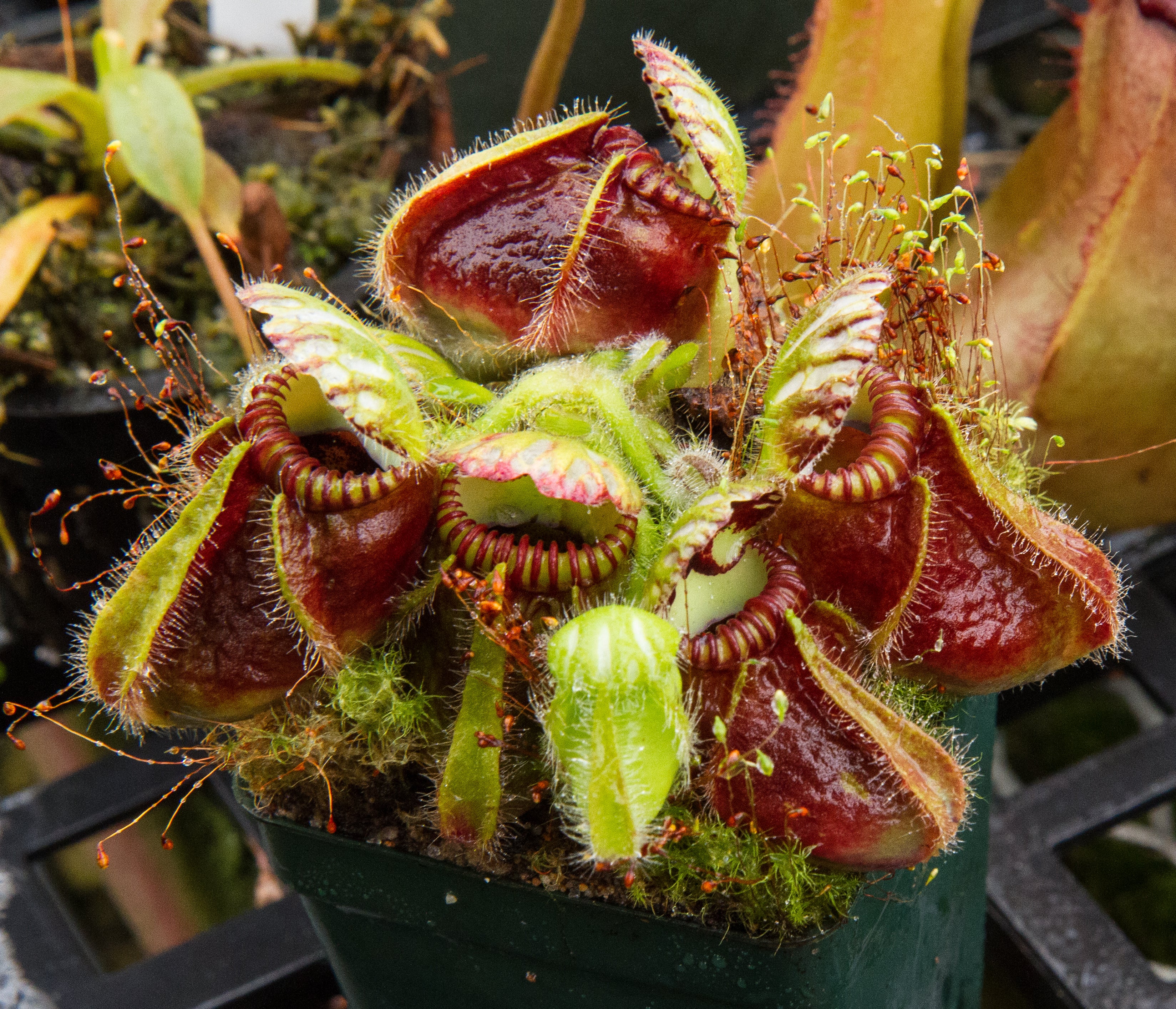 Cephalotus (Australian Pitcher Plants) – Carnivero