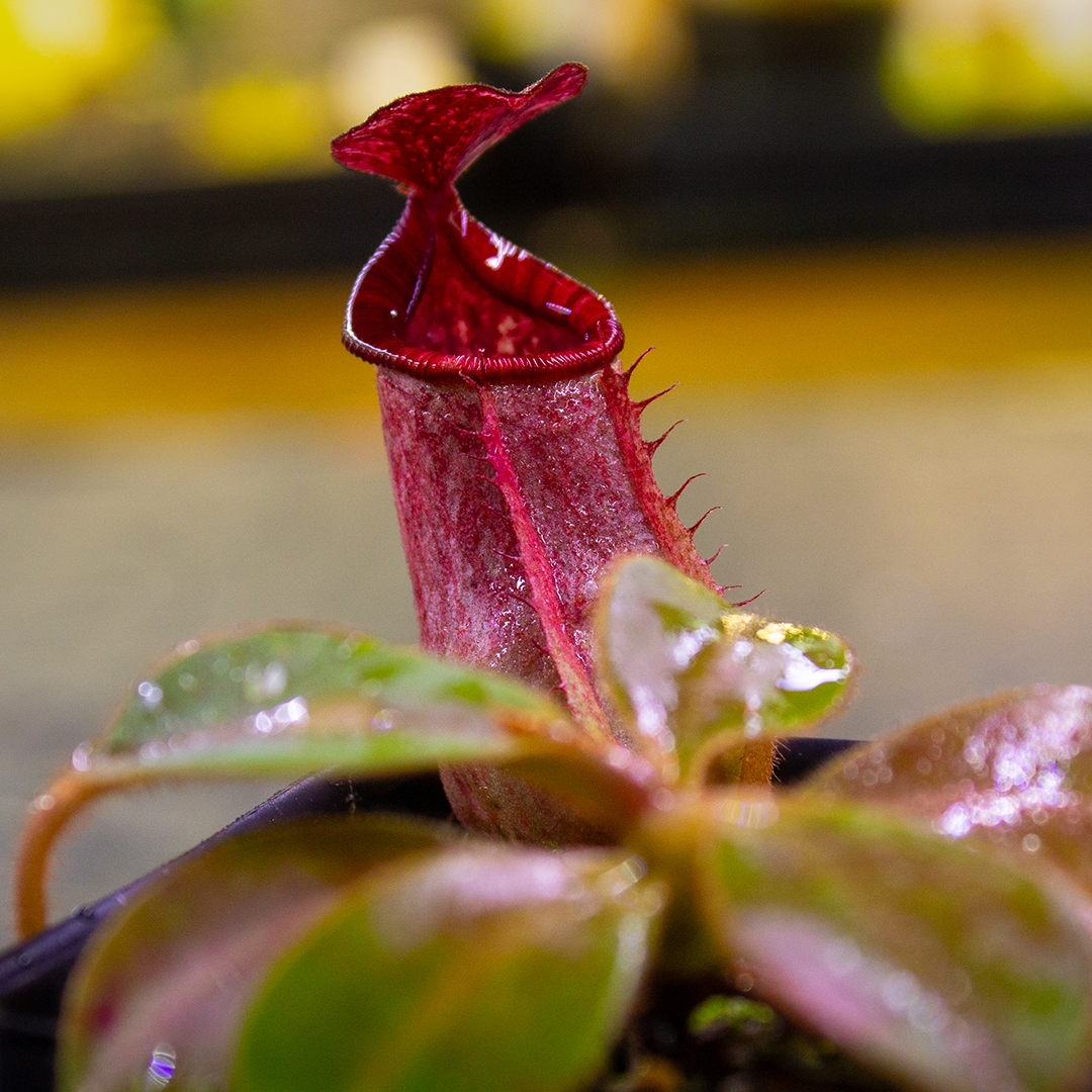 Nepenthes veitchii (Murud x Candy)-Best x (peltata x tenuis