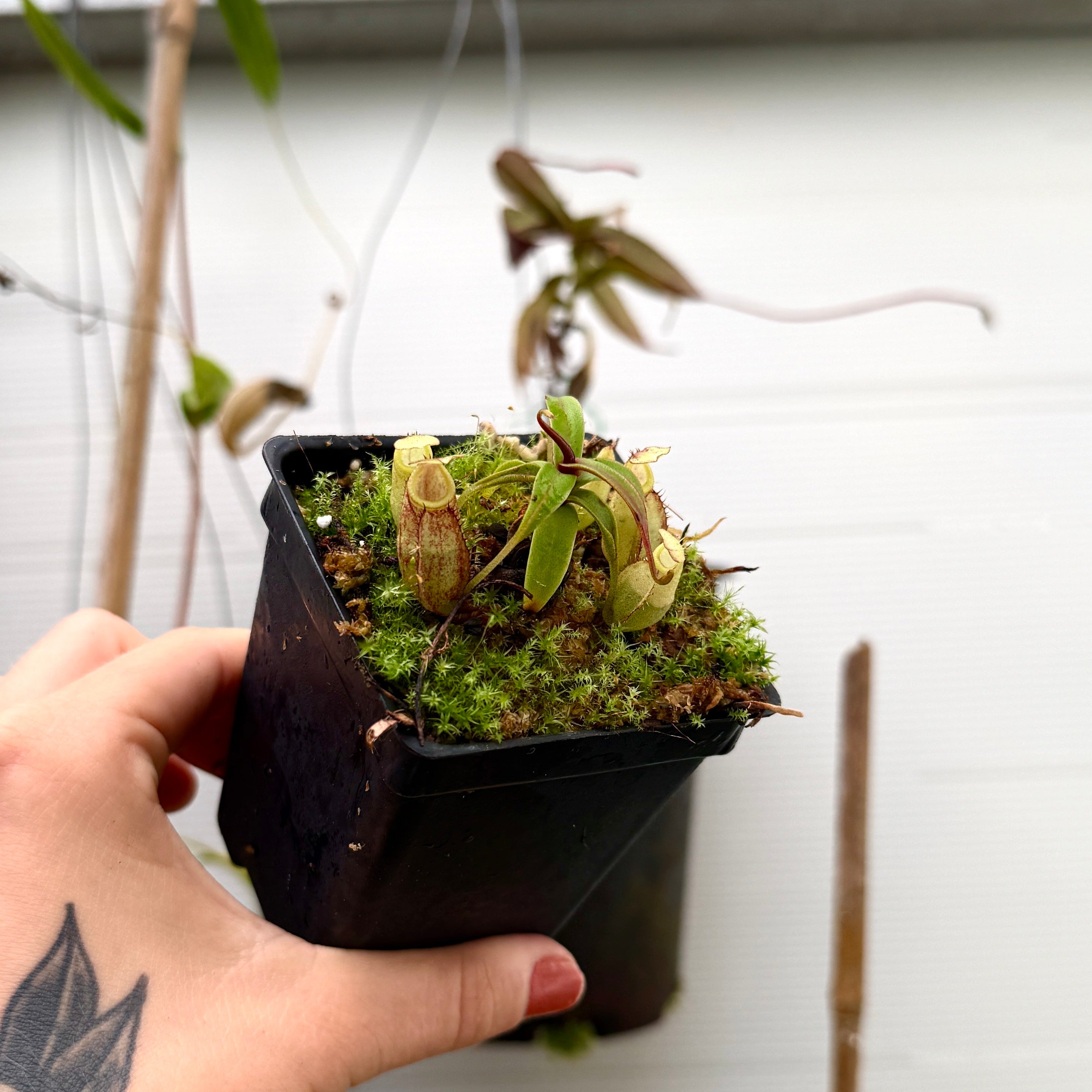 Nepenthes gymnamphora, CAR-0194 – Carnivero