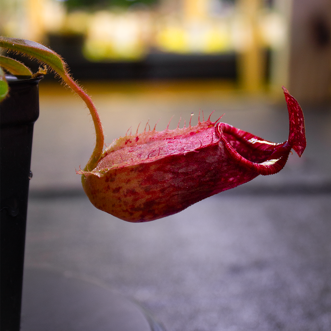 Nepenthes veitchii (Murud x Candy)-Best x (peltata x tenuis), CAR Nepenthes veitchii (Murud x Candy)-Best x (peltata x tenuis), CAR