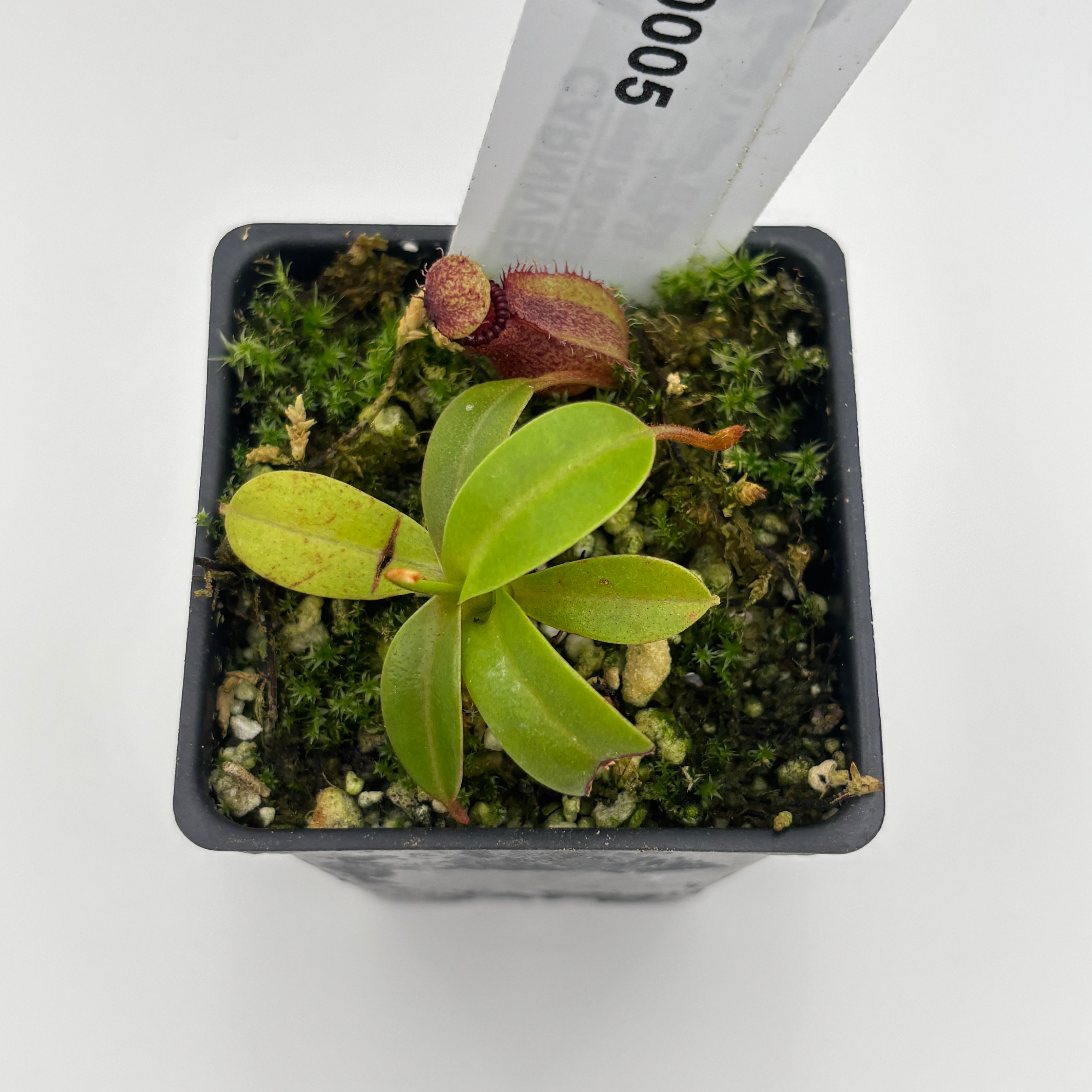 WH0005 Nepenthes villosa x hamata, BE-4099 (XS) (HJ179) – Carnivero