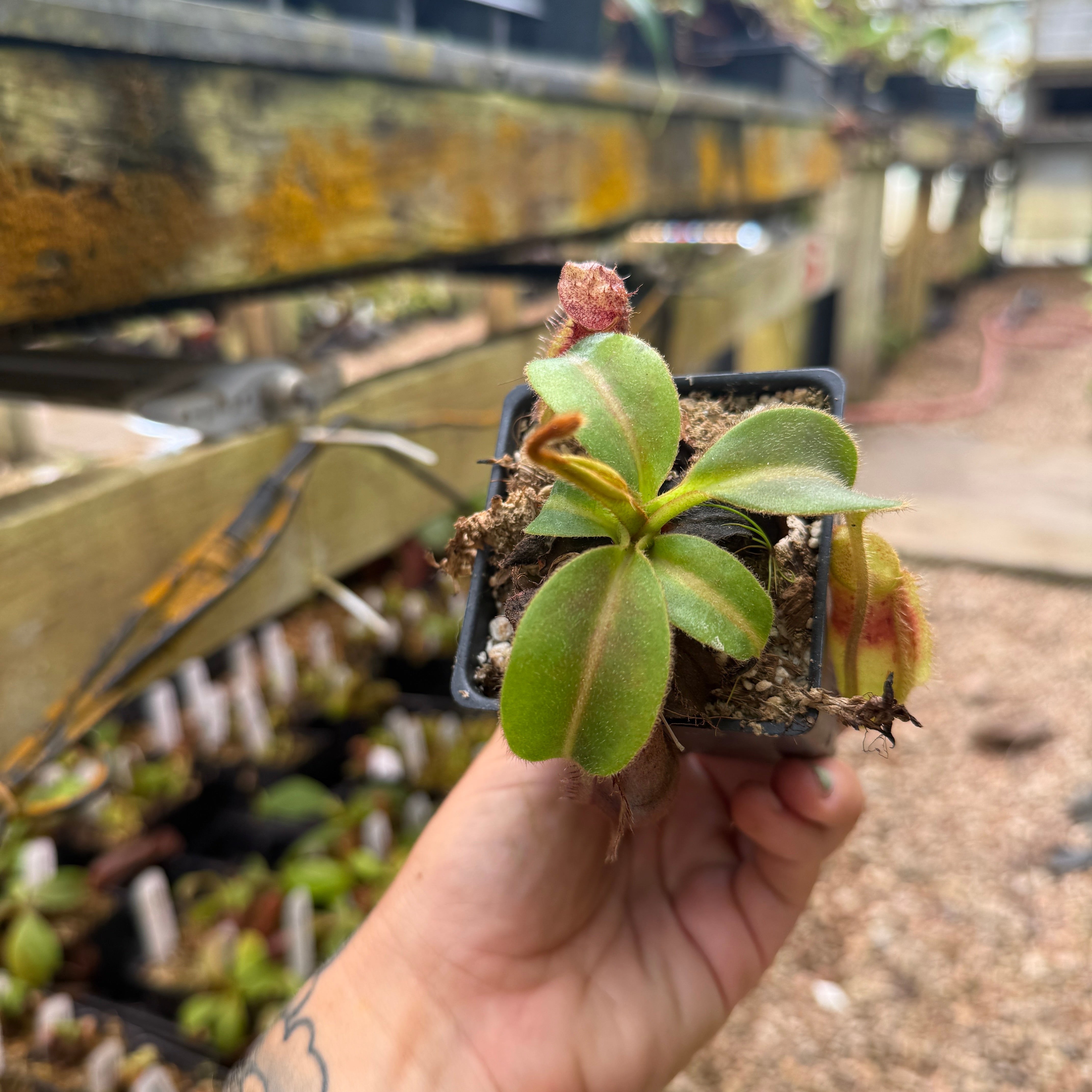 Nepenthes mollis x (lowii x truncata)-Giant, CAR-0445 – Carnivero