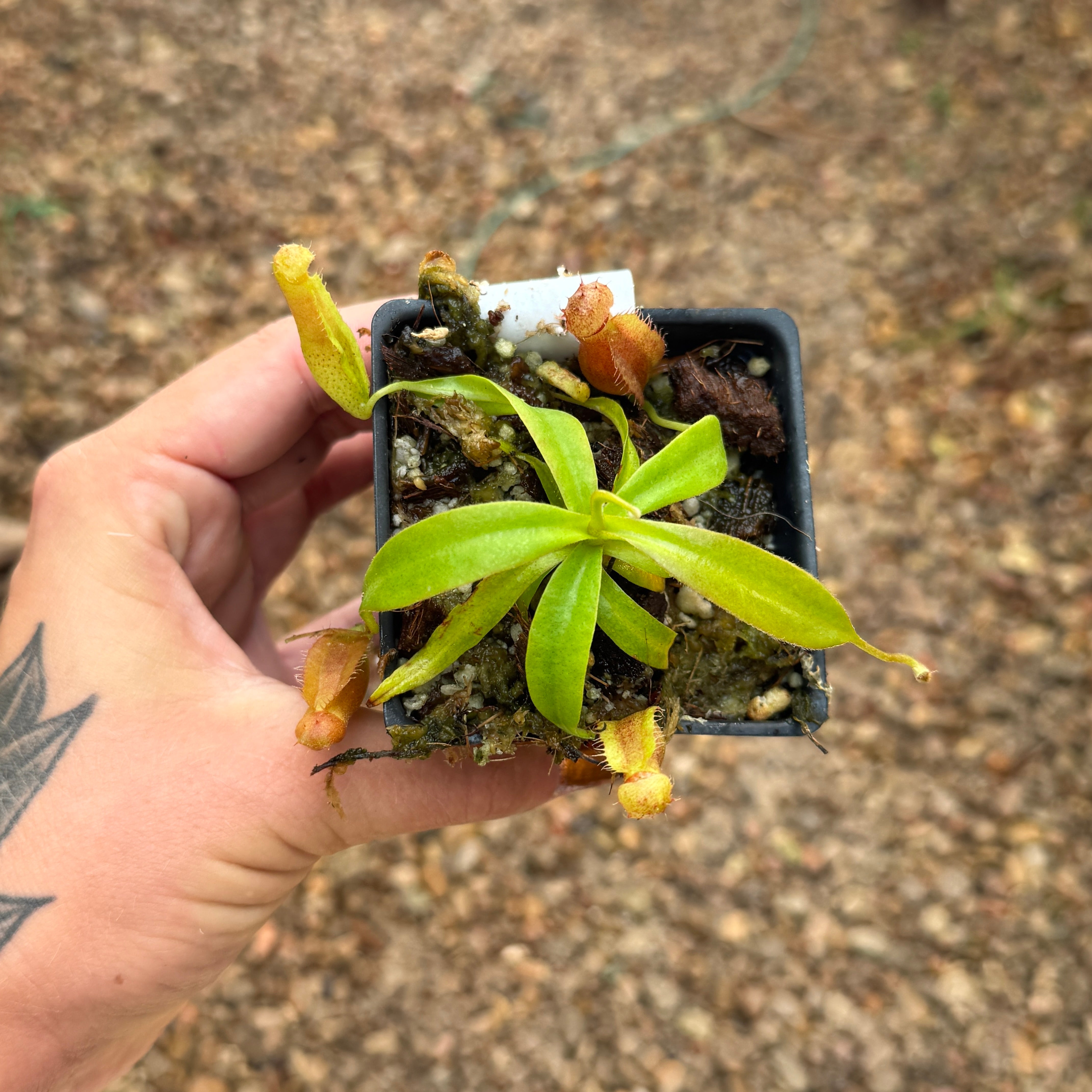 Nepenthes naga x Harryana, CAR-0467 – Carnivero