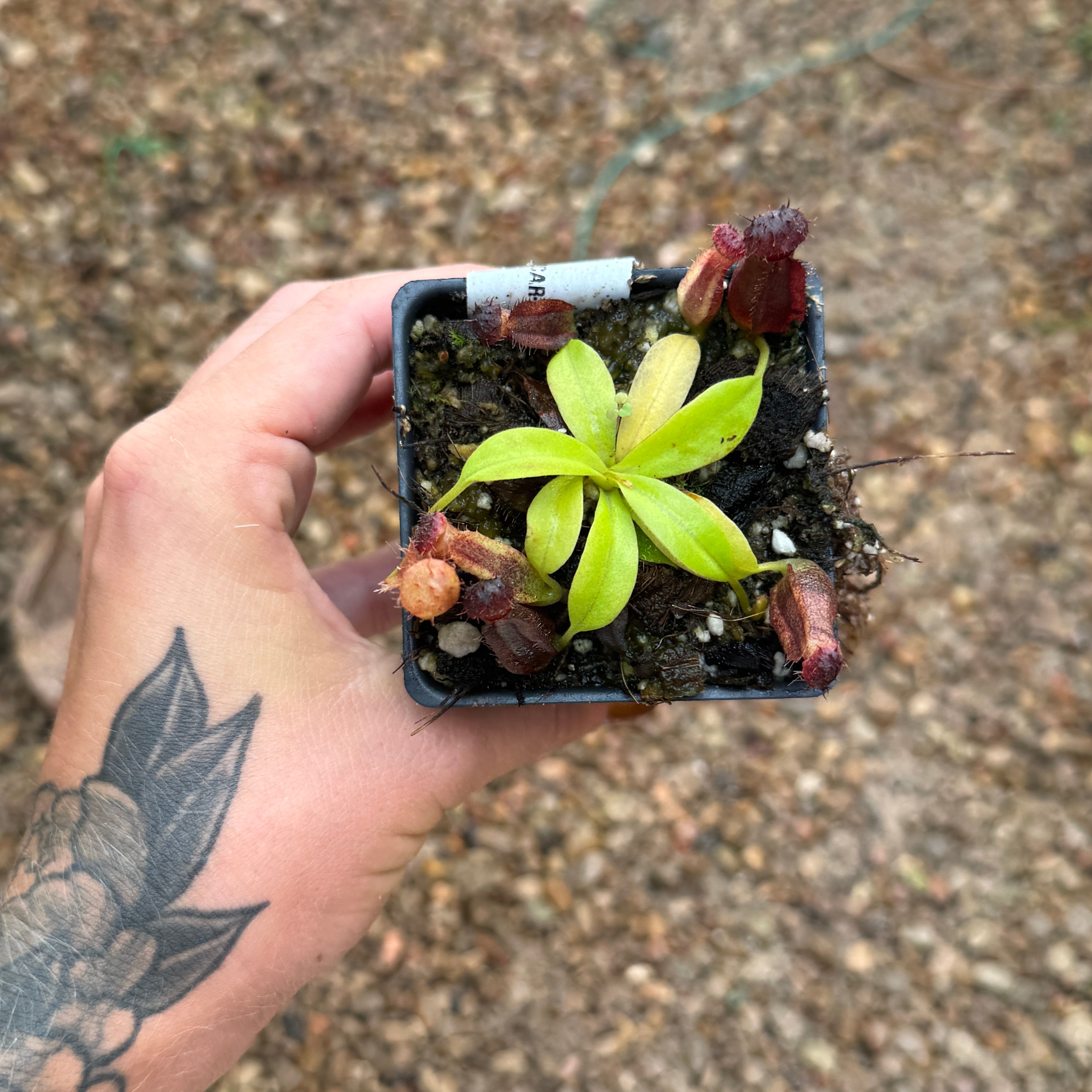 Nepenthes naga x Harryana, CAR-0467 – Carnivero