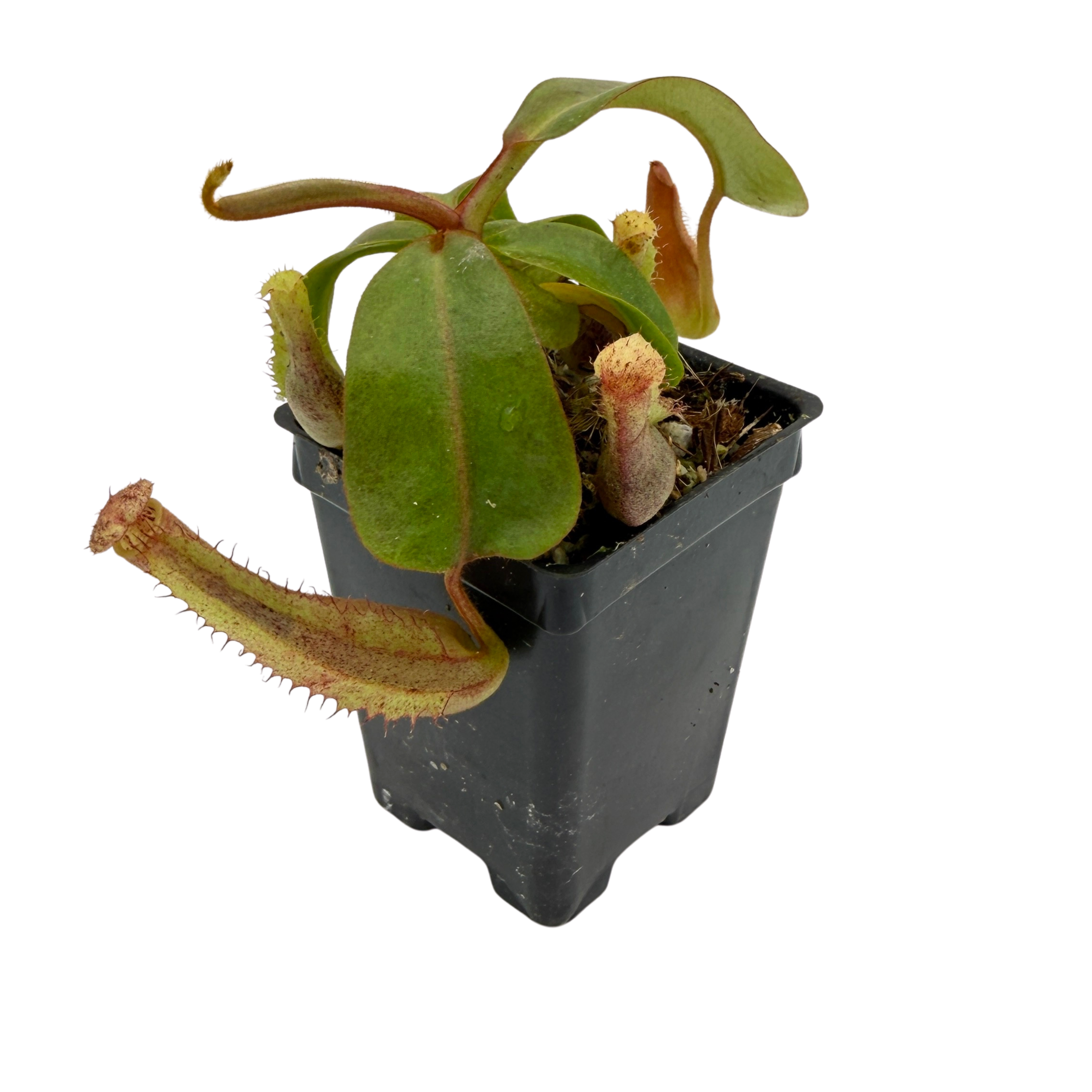 NETriPTa　/マヨンチット Nepenthes (truncata x veitchii)-yellow x clipeata (U), CAR-0533