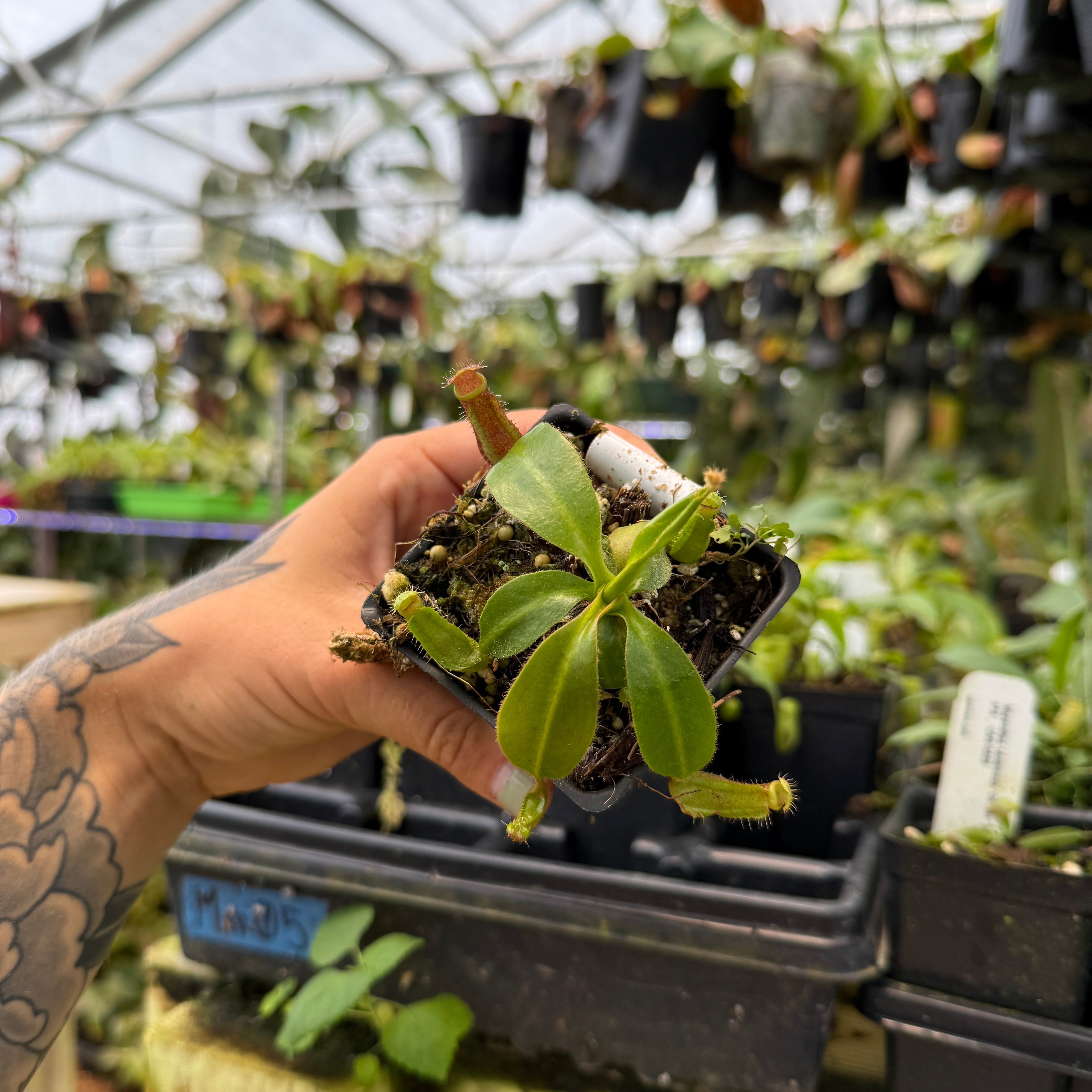 Nepenthes Song Of Melancholy x (truncata x ephippiata) CAR-0595