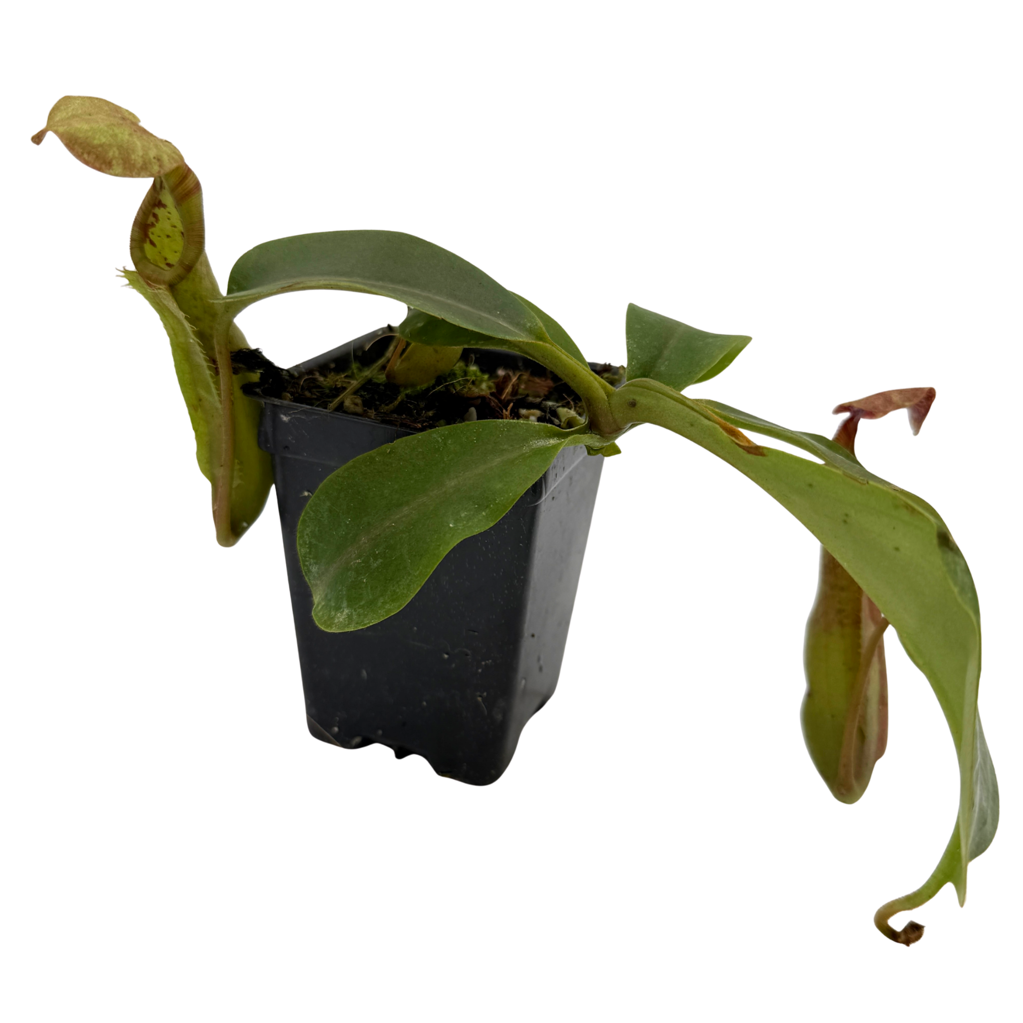 Nepenthes 'Whisper' x {''Song of Melancholy'' x [(lowii x veitchii