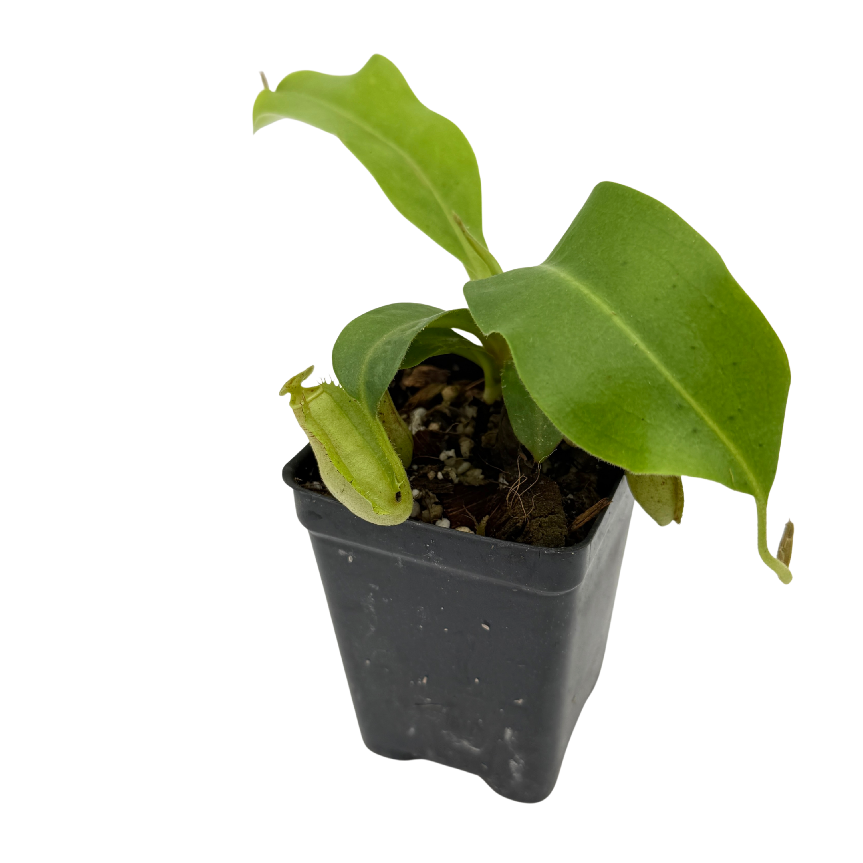 Nepenthes 'Splendid Diana' x {''Song of Melancholy'' x [(lowii x