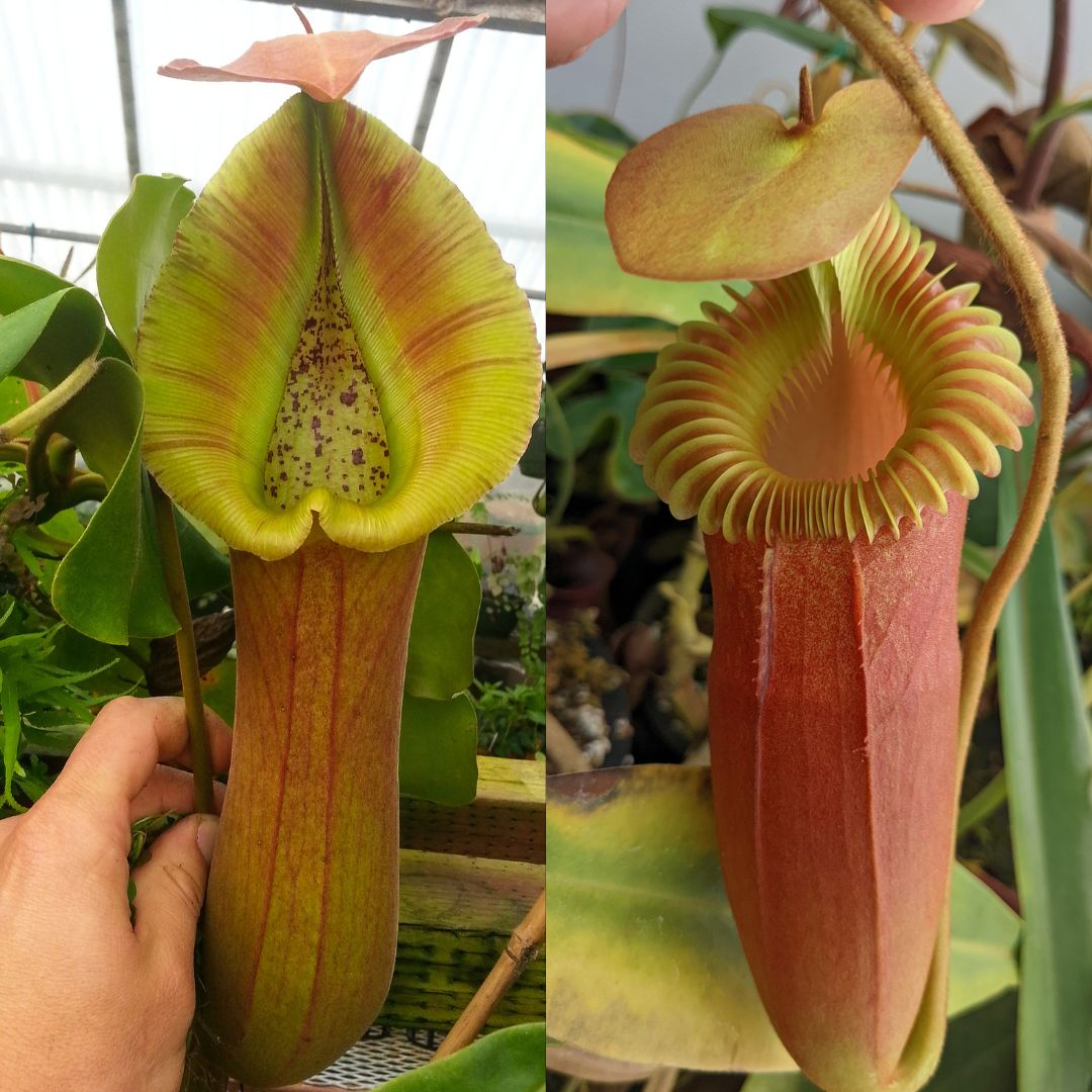 Nepenthes truncata (d) x harryana, CAR-0711 – Carnivero