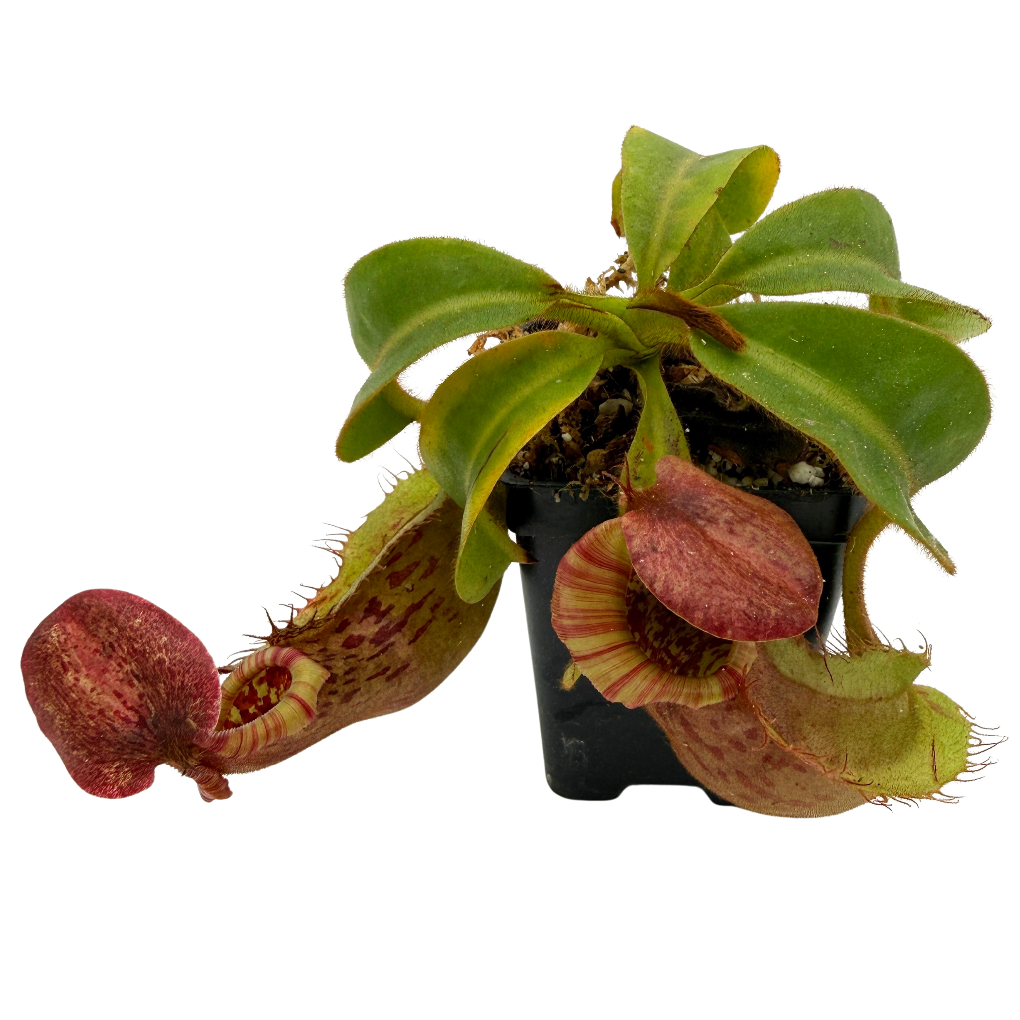 Nepenthes tiveyi Sarawak Red x (veitchii x Allardii), CAR-0727