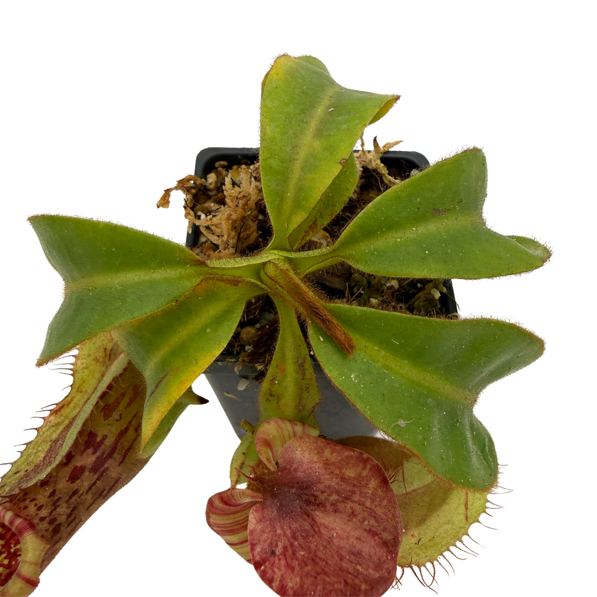 SANTARI レイジーマン 25㎝ ユタカーフ Nepenthes tiveyi Sarawak Red x (veitchii x Allardii), CAR-0727