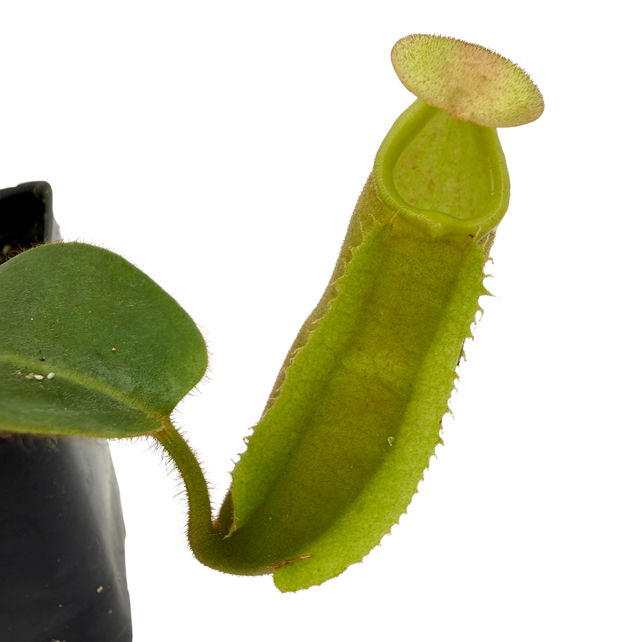 Nepenthes veitchii ['Geoff Wong' x (Akazukin x Bareo)], CAR-0750
