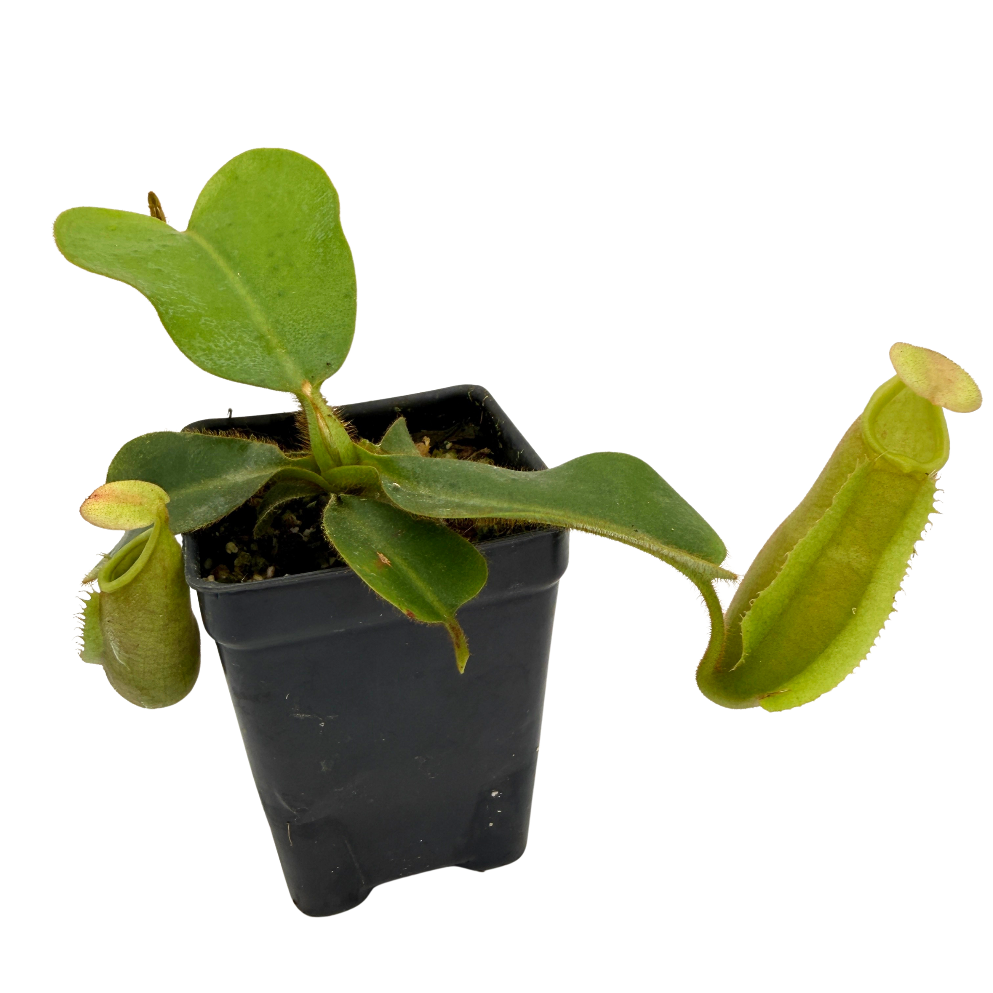 Nepenthes veitchii ['Geoff Wong' x (Akazukin x Bareo)], CAR-0750