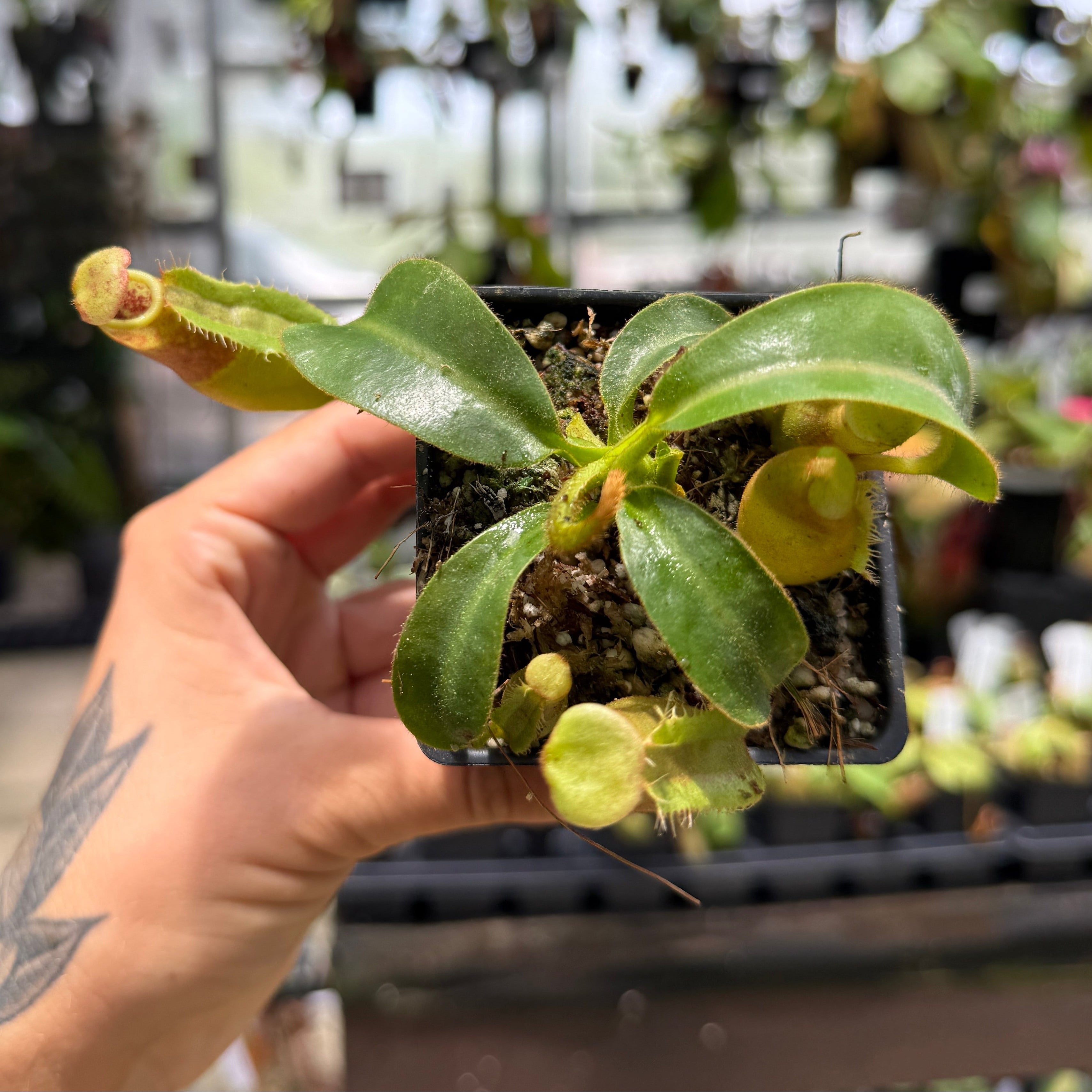 Nepenthes [lowii x (maxima x veitchii)] x macrophylla, CAR-0765
