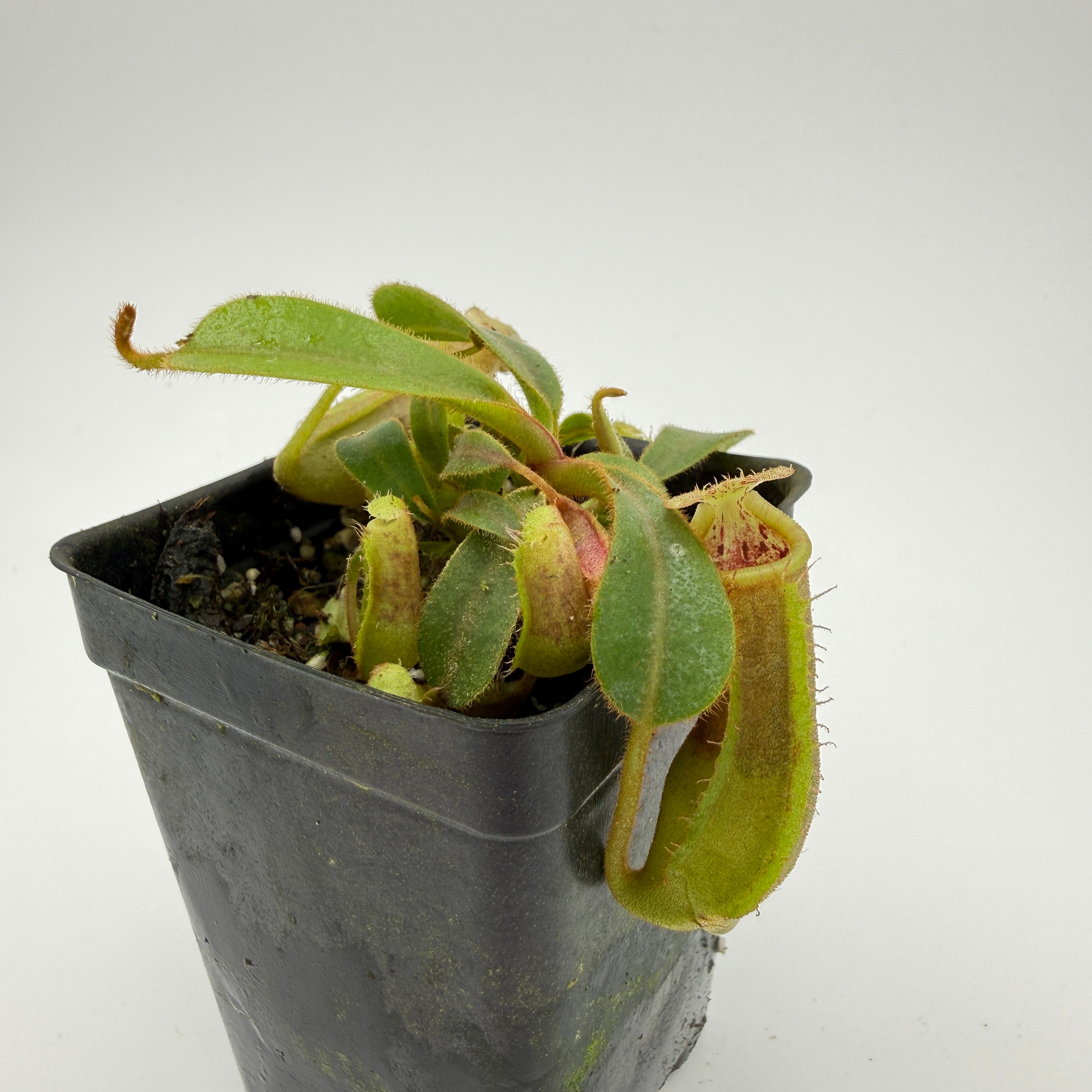 Nepenthes veitchii JB x (truncata x ovata), CAR-0813 – Carnivero