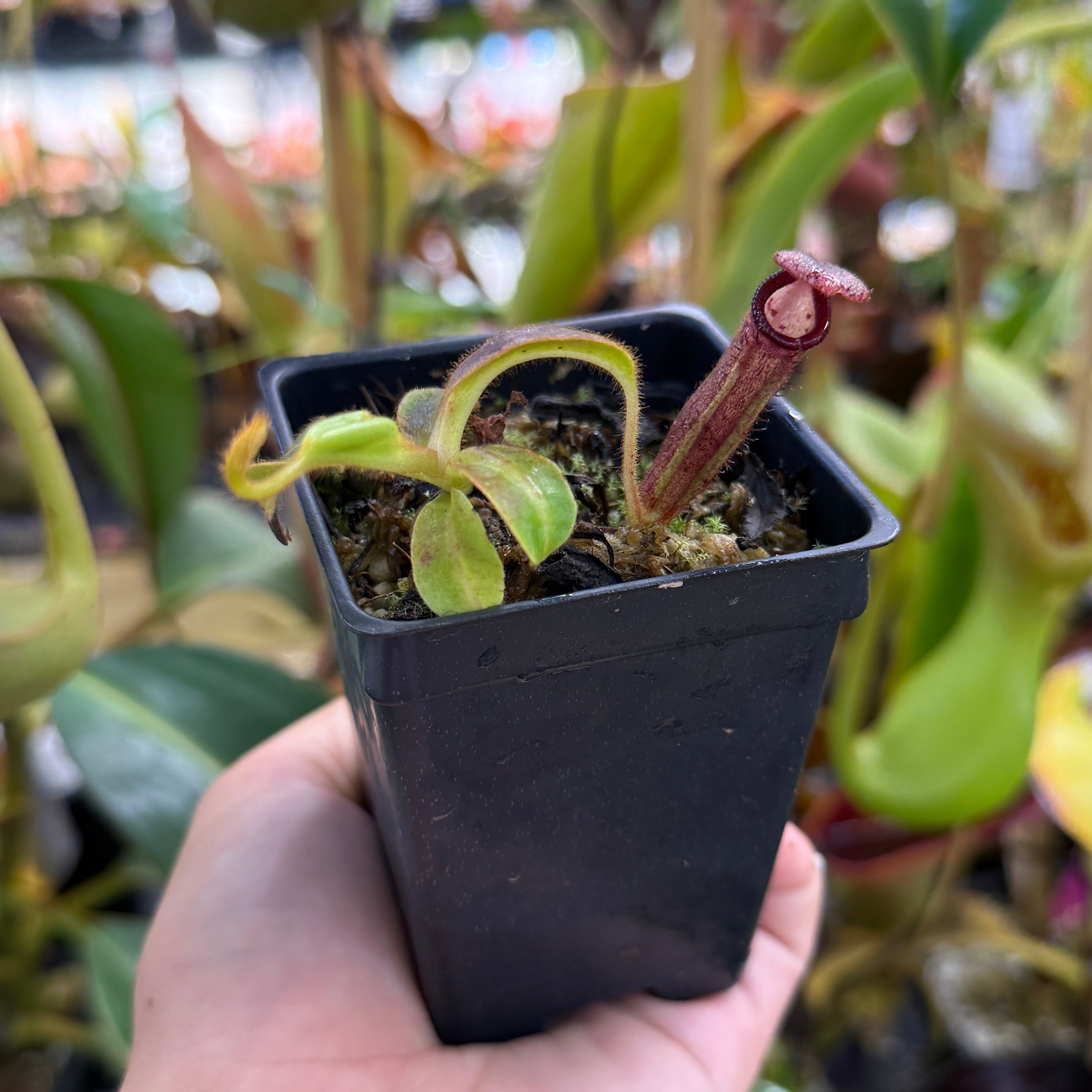 Nepenthes ephippiata x glandulifera (clone H), CAR-0820 – Carnivero