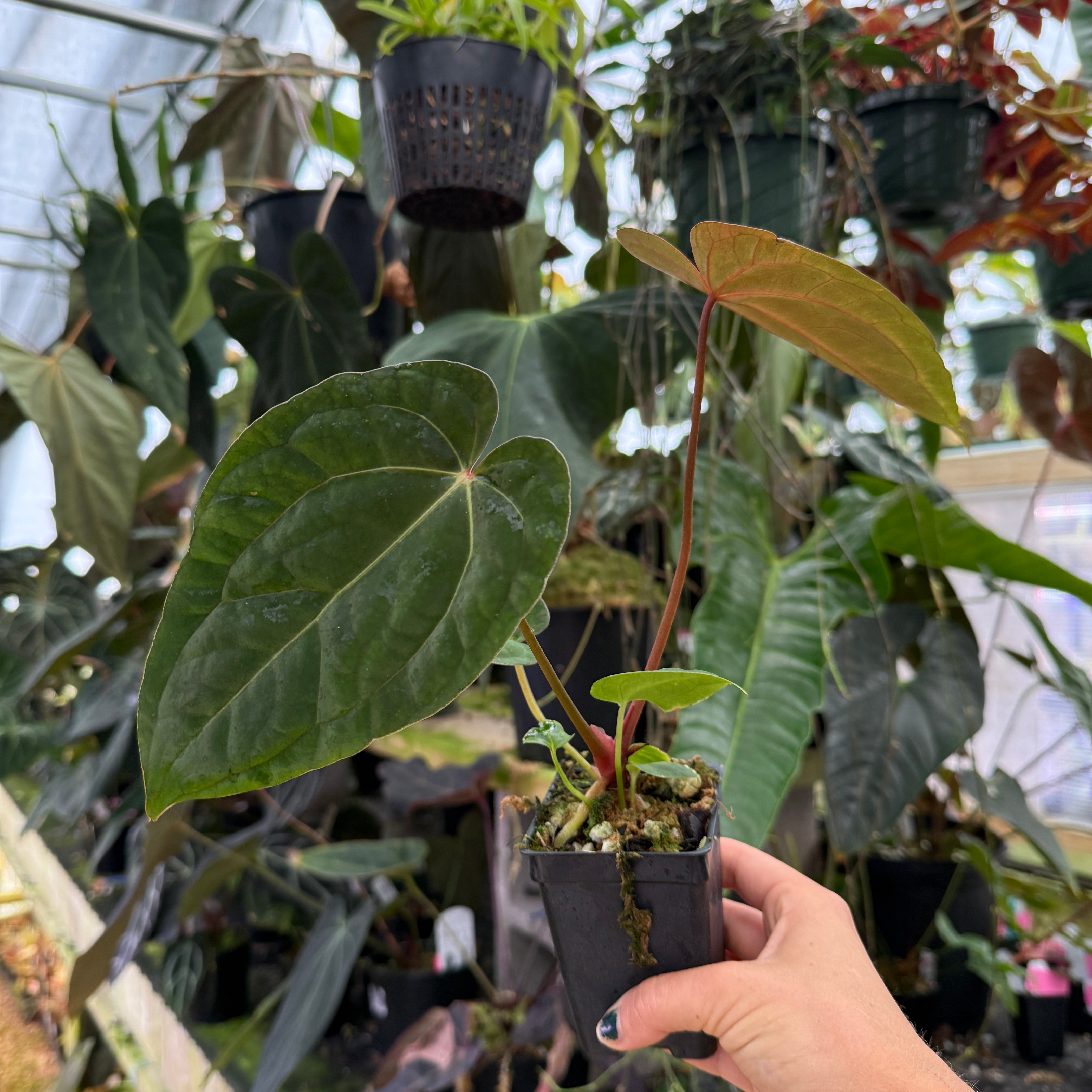 Anthurium ('Necromancer' x 'Dreamweaver') x 'Soul Reaper' F2, CAR