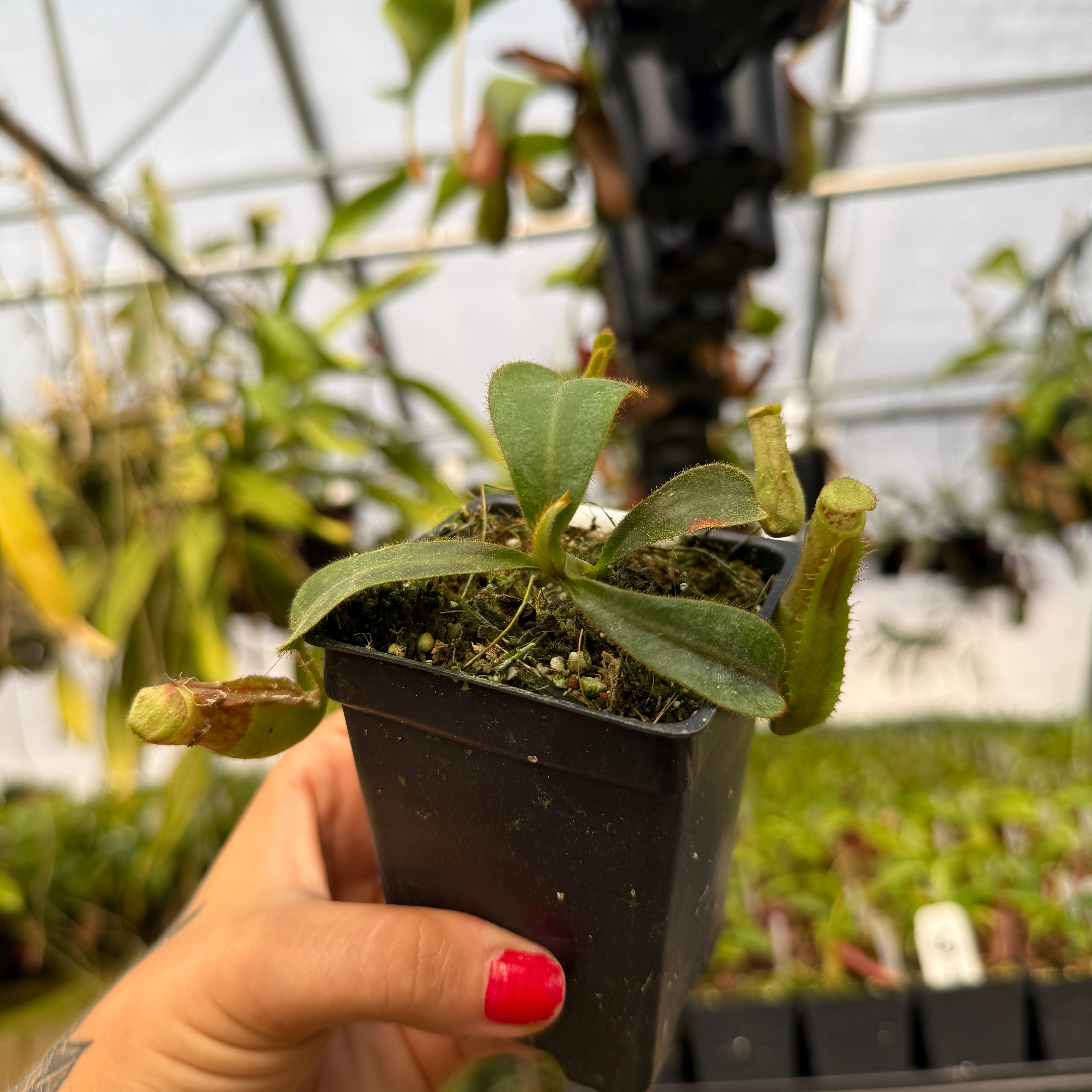 Nepenthes veitchii ('Jim Bockowski' x 'Candy Dreams'), CAR-0824