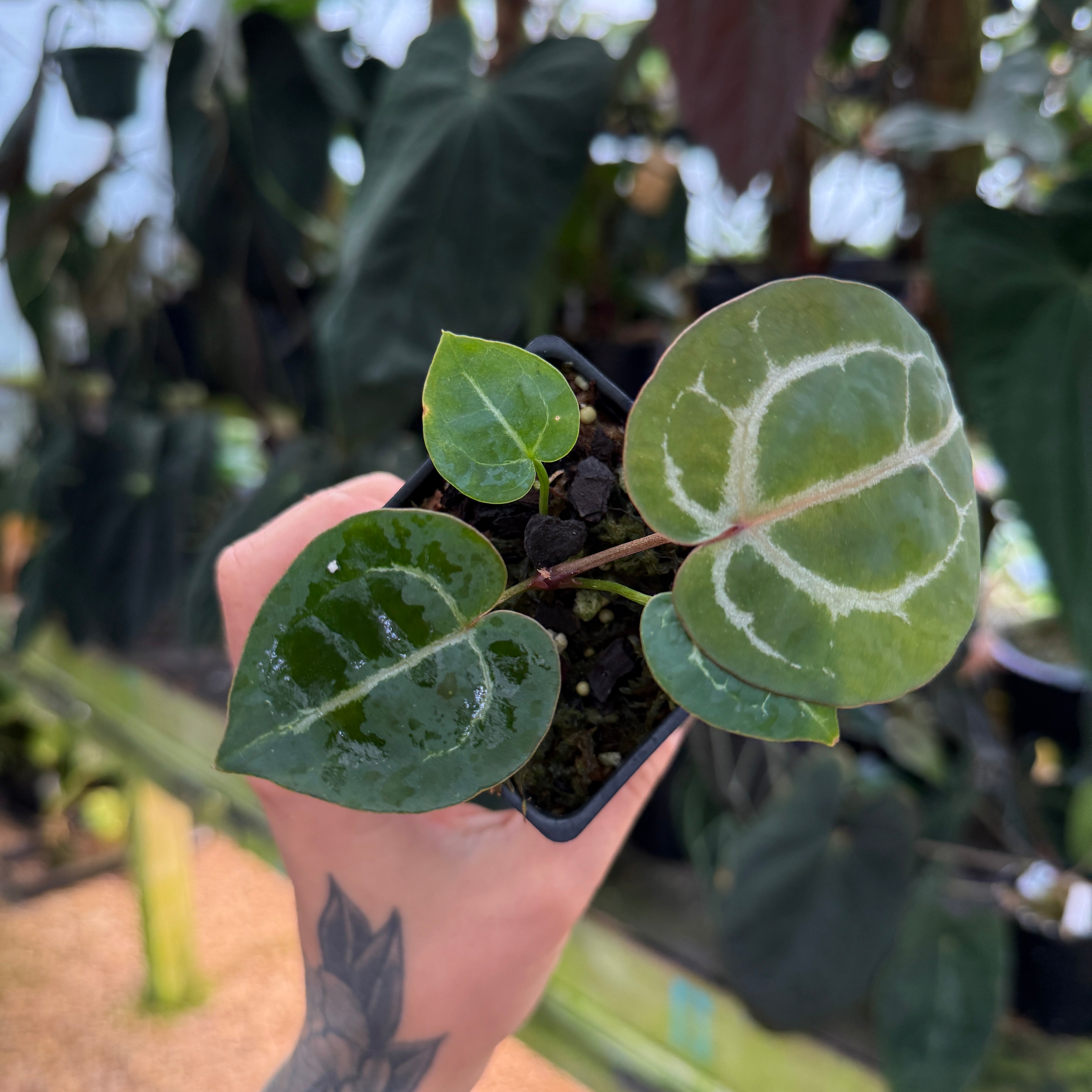 Anthurium 