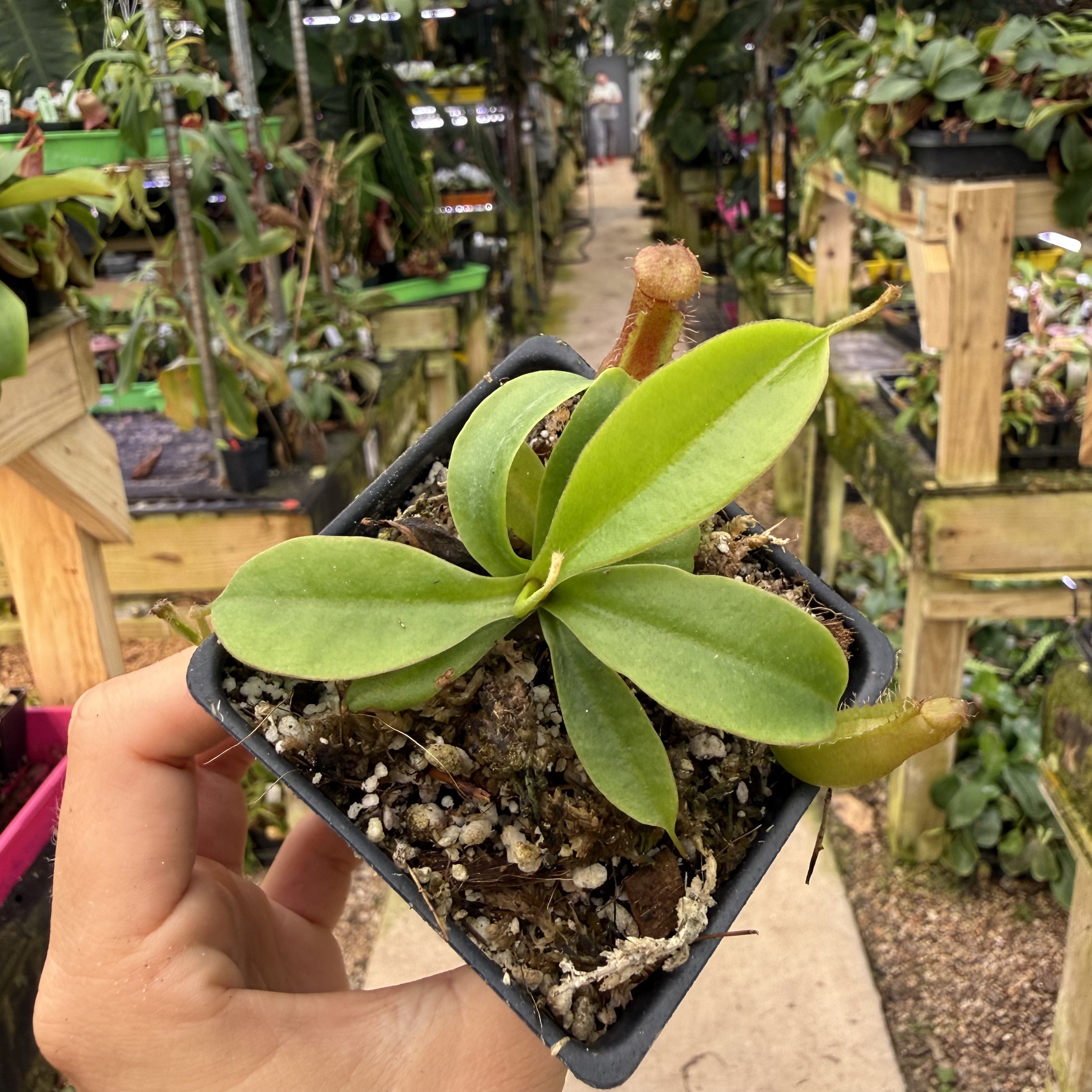 その他観葉植物 nepenthes ventricosa quezn luzon Nepenthes (ventricosa x sibuyanensis) x Harryana, CAR-0943 – Carnivero