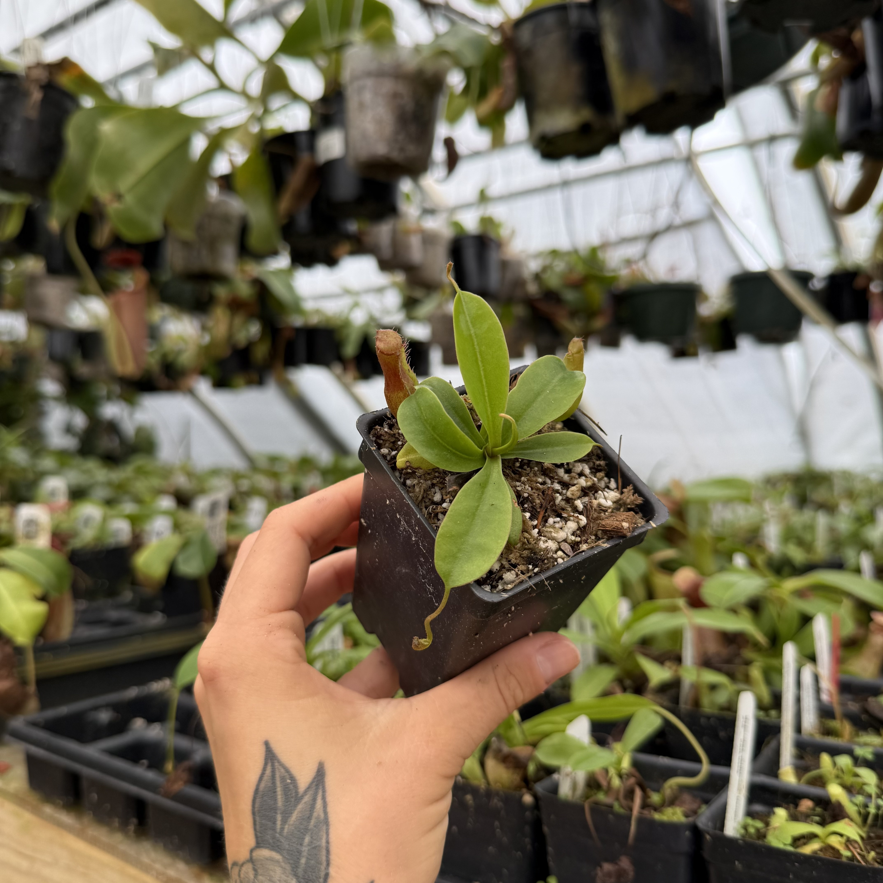 チノエンヴィ SP Nepenthes (ventricosa x sibuyanensis) x Harryana, CAR-0943 – Carnivero