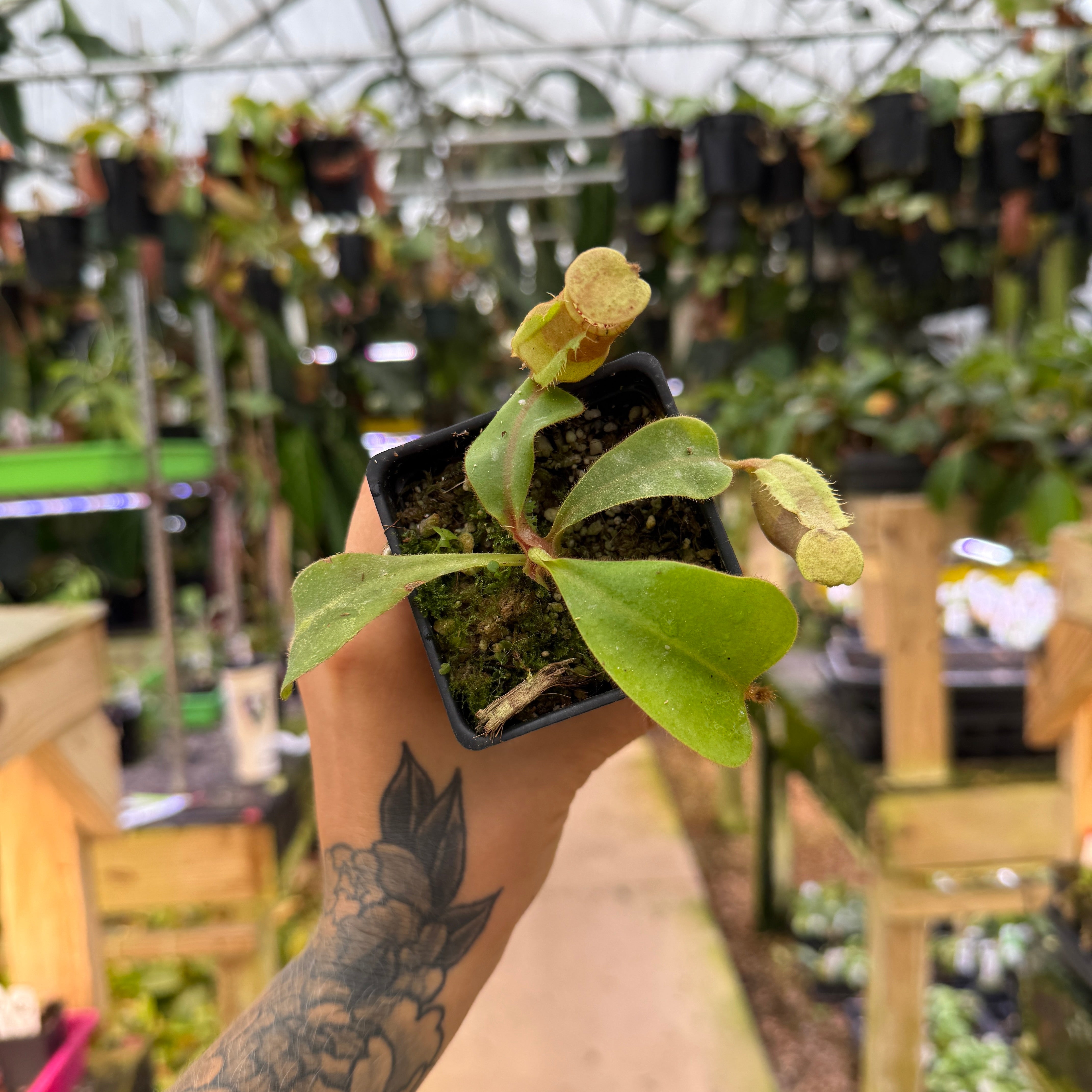 Nepenthes {[(lowii x veitchii) x boschiana] x veitchii 
