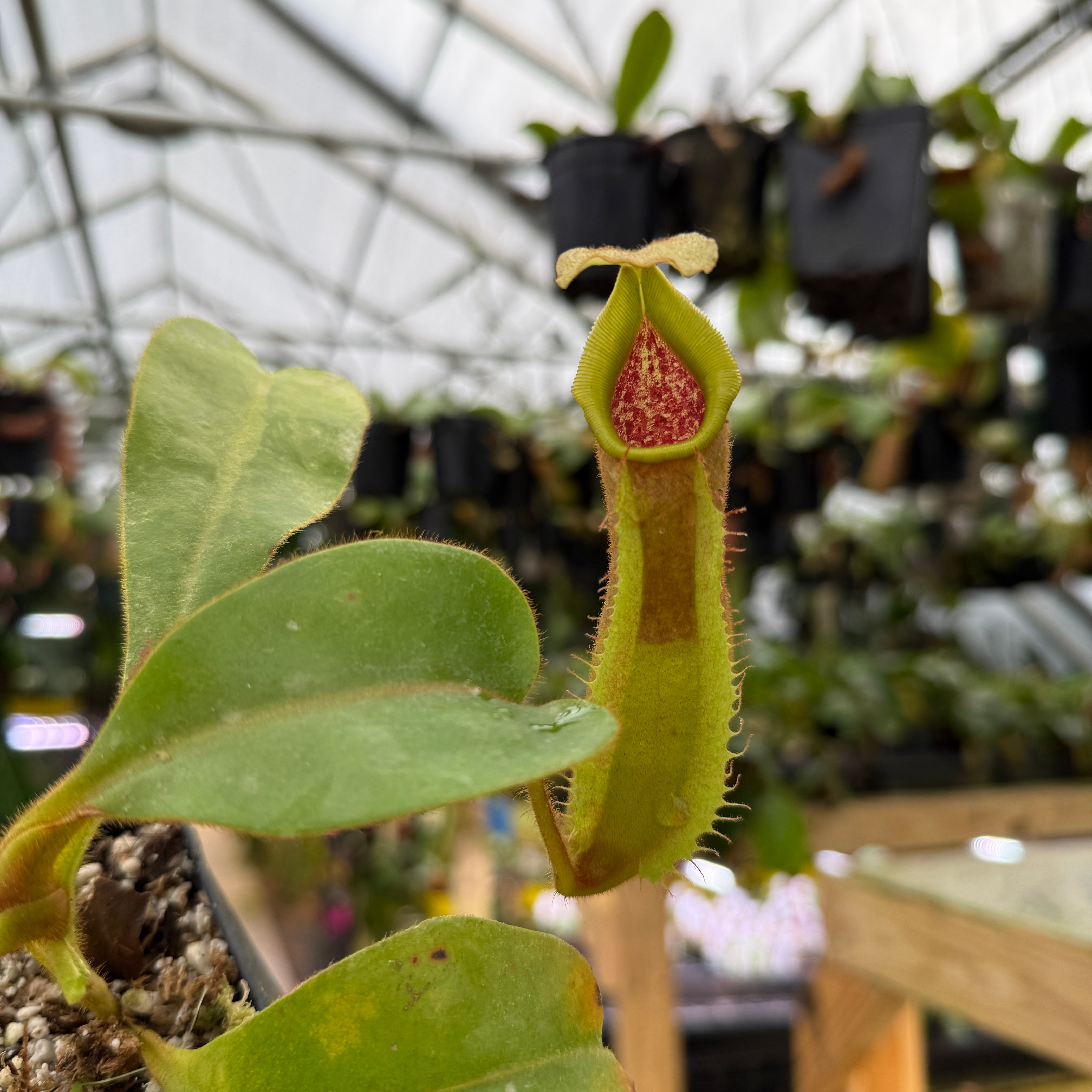 Nepenthes {[(lowii x veitchii) x boschiana] x veitchii 