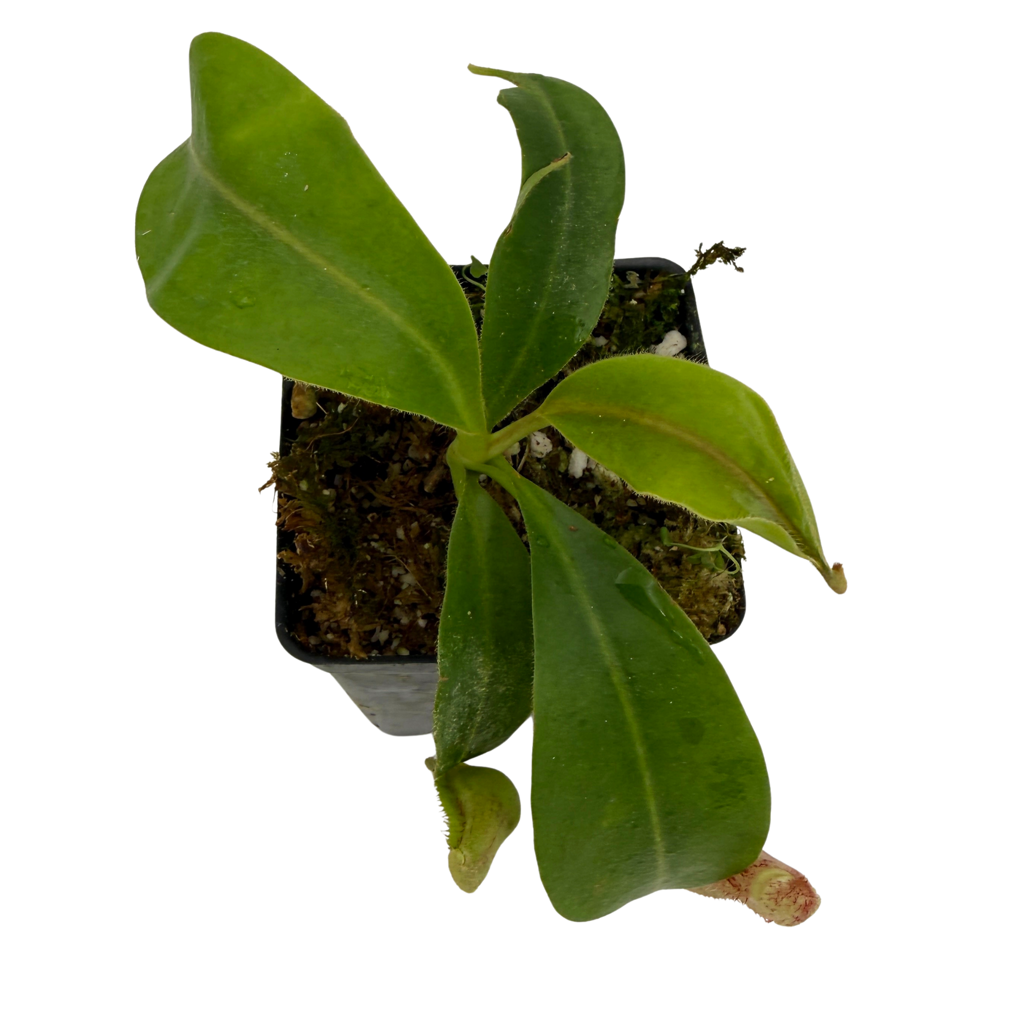 Nepenthes (platychila x vogelii) x veitchii 'Candy Dreams', CAR