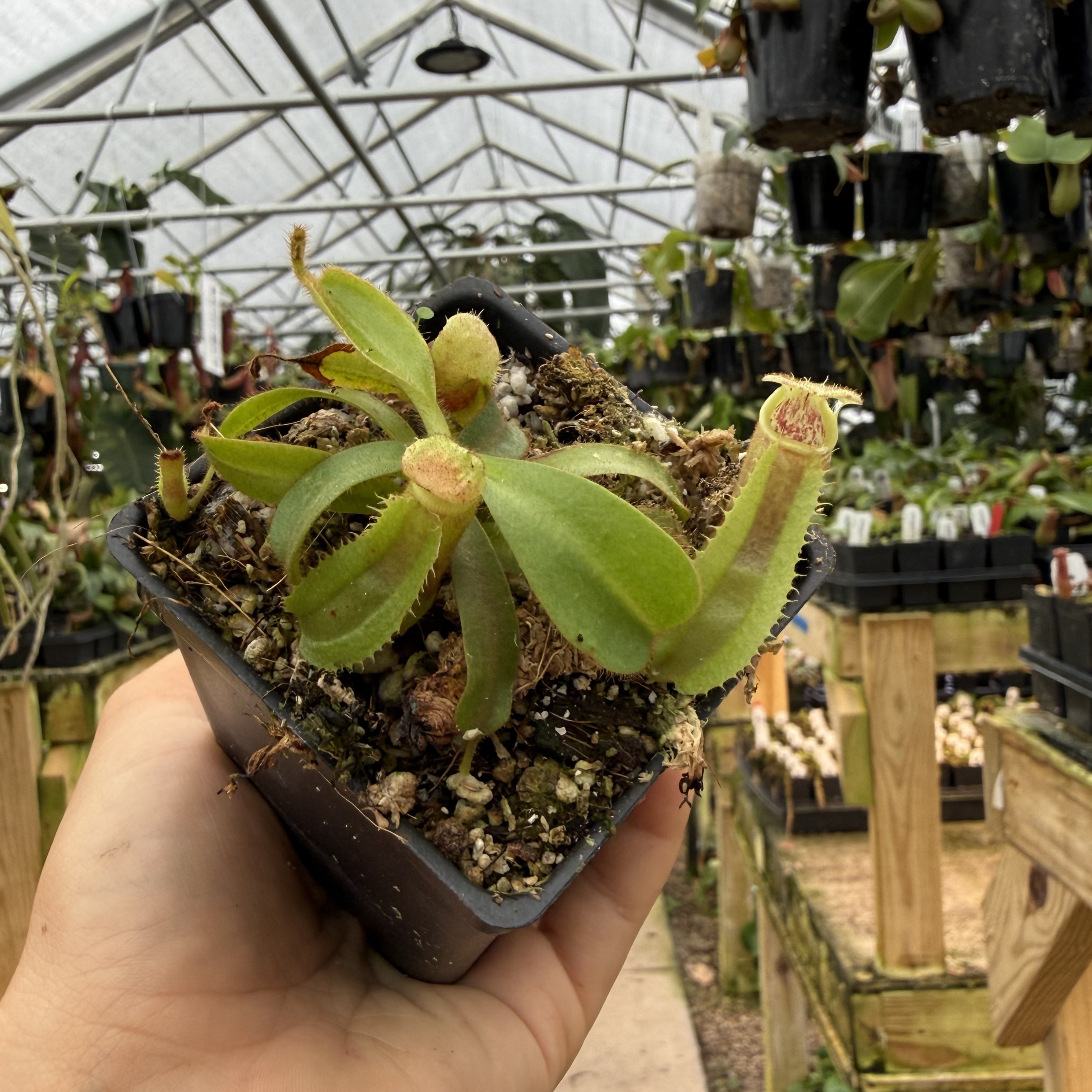 Nepenthes veitchii ((k) x 