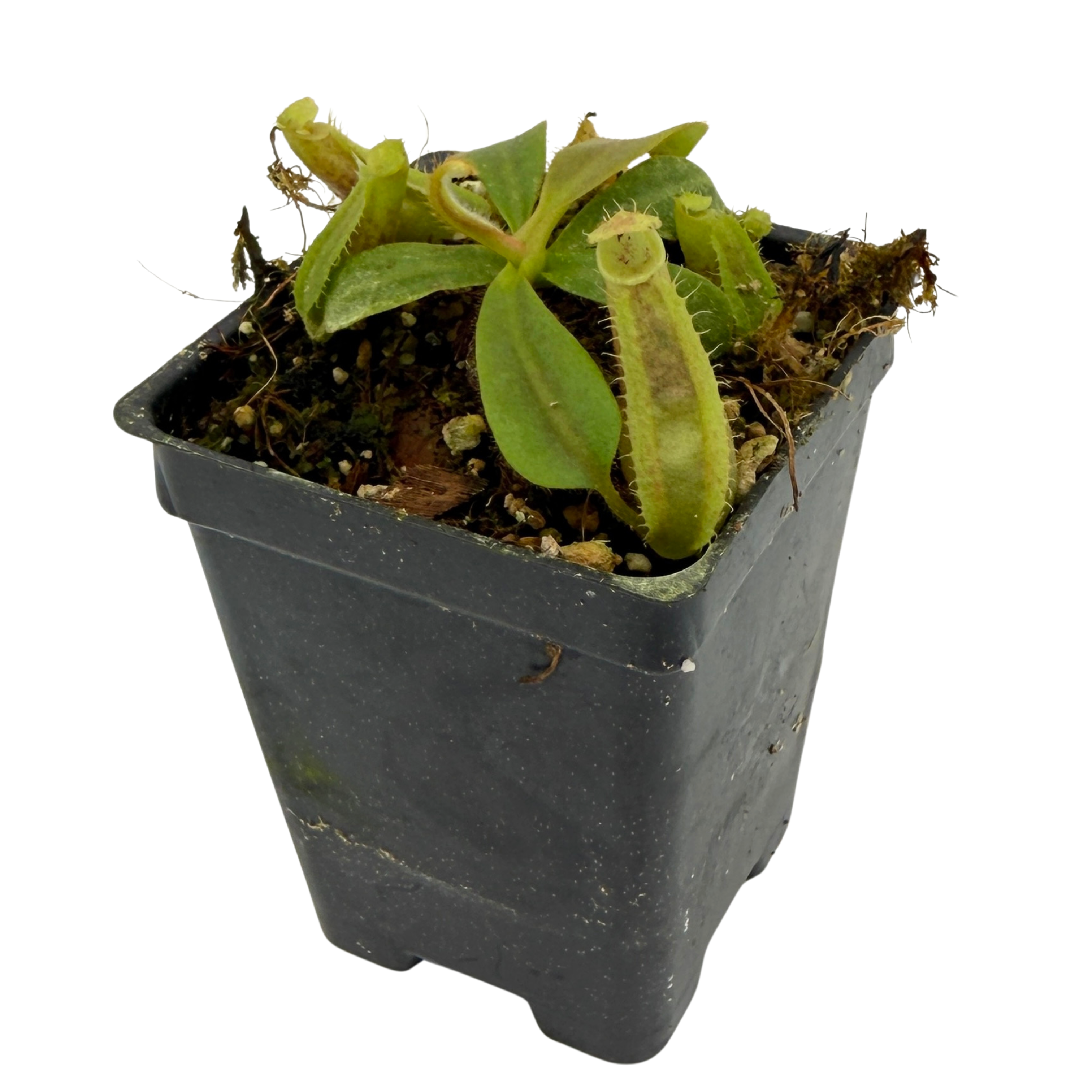 Nepenthes veitchii ('Thai Bareo Giant' x 'Candy Dreams'), CAR-1051