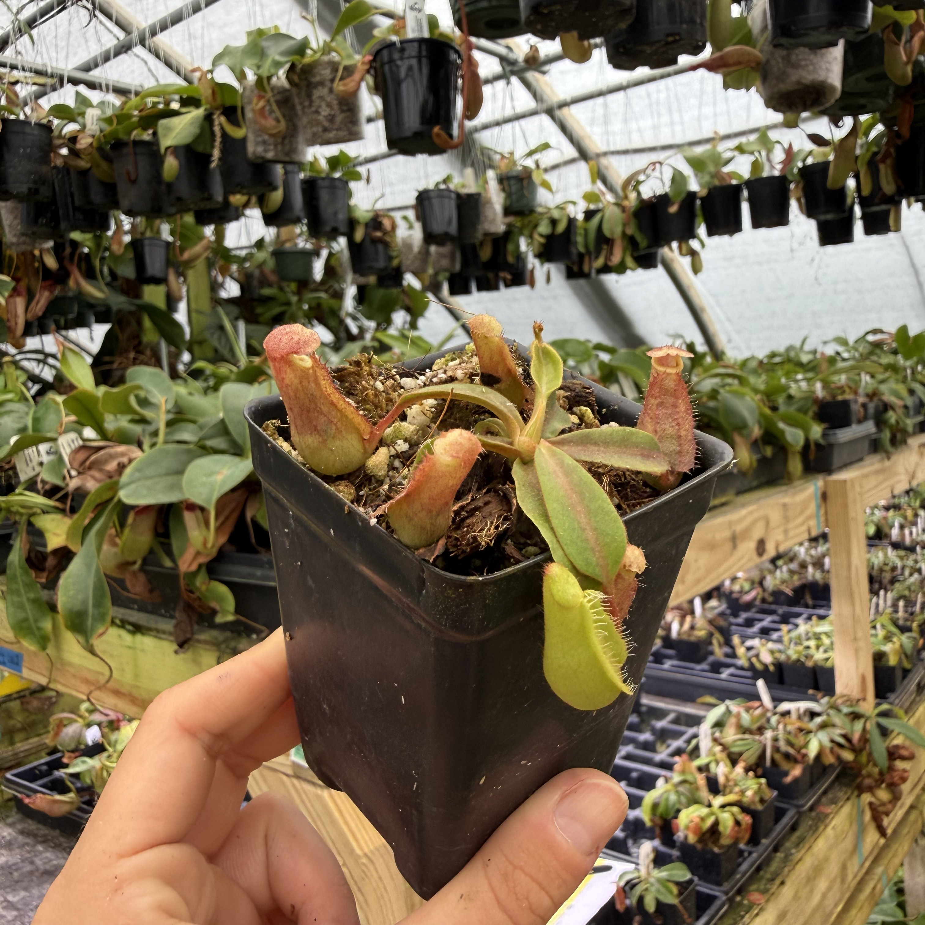 パイナップル Nepenthes 'Red Dragon' x veitchii 'Knucklehead', CAR-1052 – Carnivero