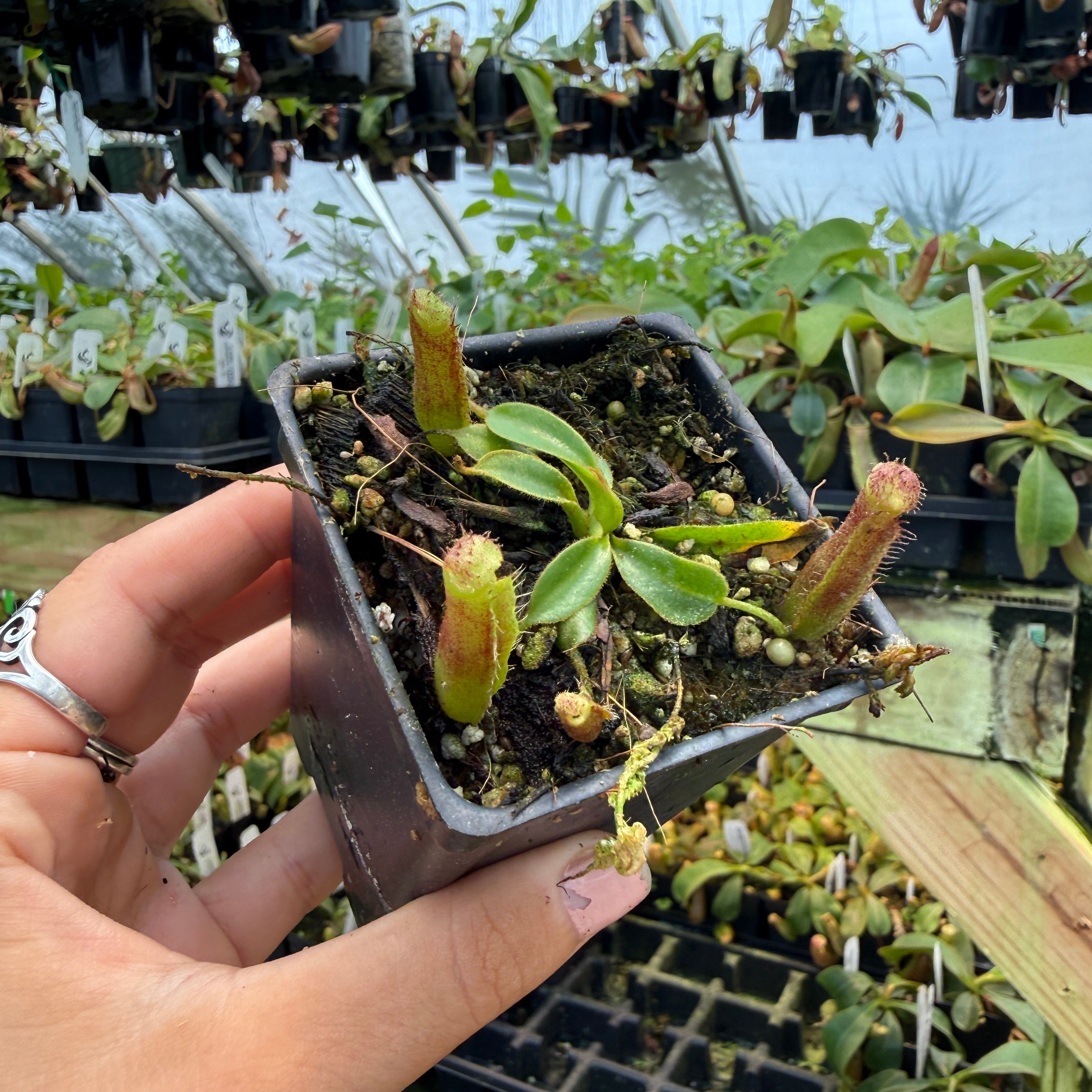 Nepenthes (veitchii x lowii) x (robcantleyi x veitchii) - BB, CAR