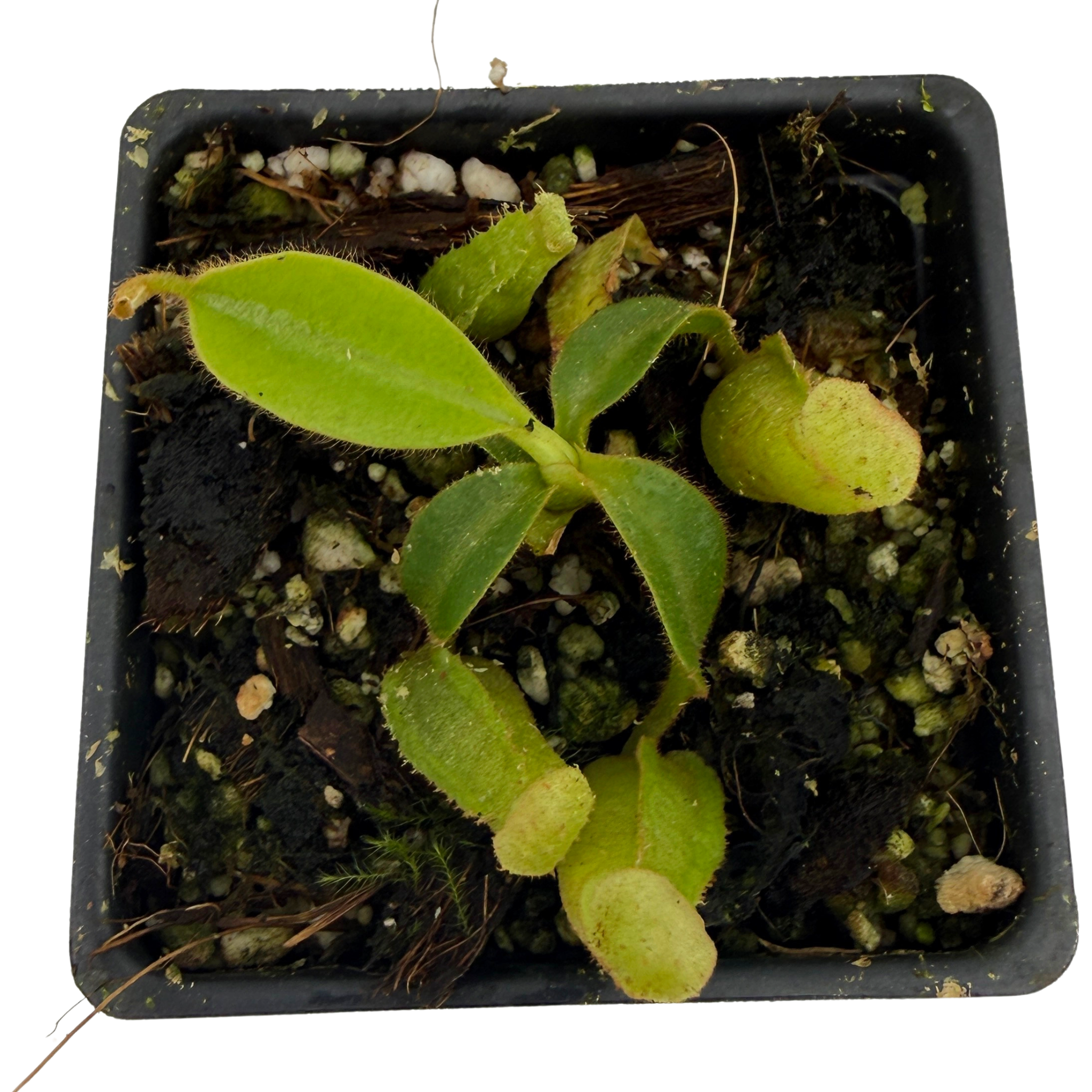 kaninchen カニンチェン　ポメべロス Nepenthes veitchii ('Geoff Wong' x 'Cobra'), CAR-1143 – Carnivero