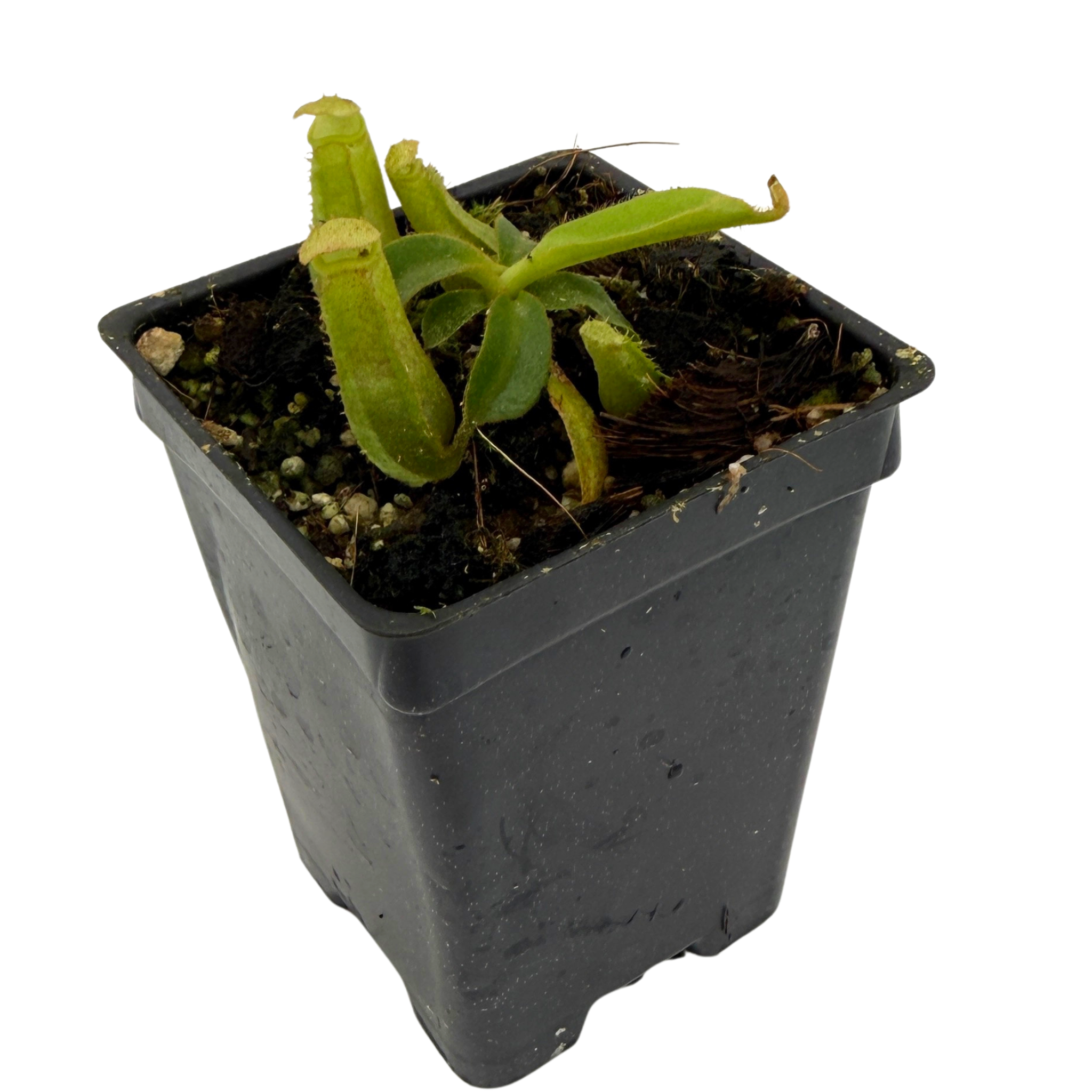 サボテン SENYOU NI SENYOU Nepenthes veitchii ('Geoff Wong' x 'Cobra'), CAR-1143 – Carnivero