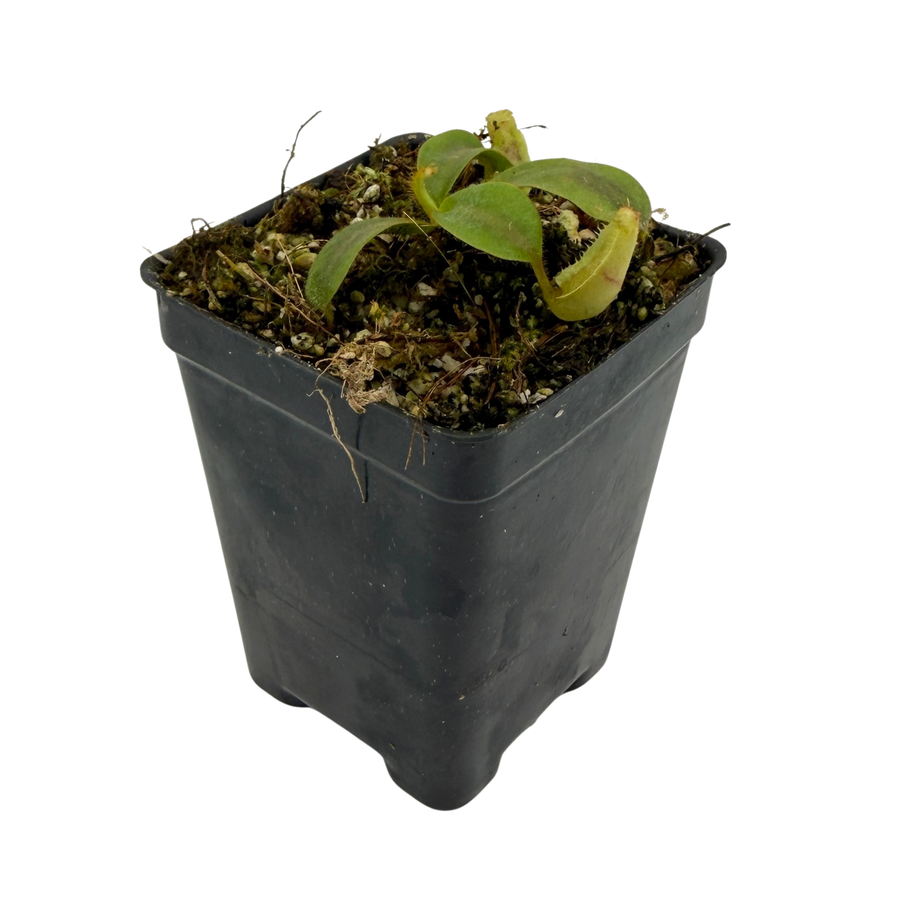 Nepenthes veitchii ( 'Candy CK' x 'Candy Dreams'), CAR-1146