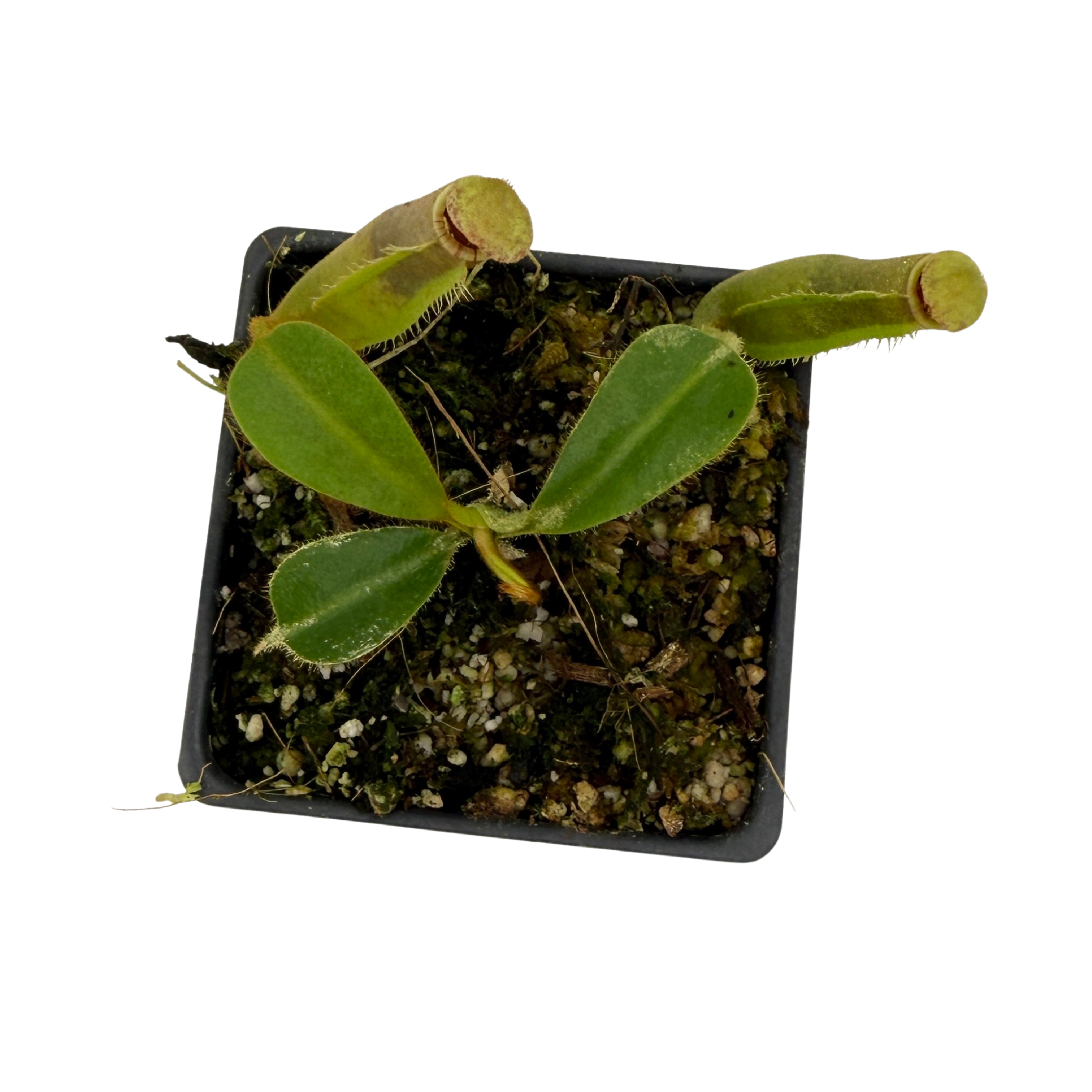 Nepenthes maxima 