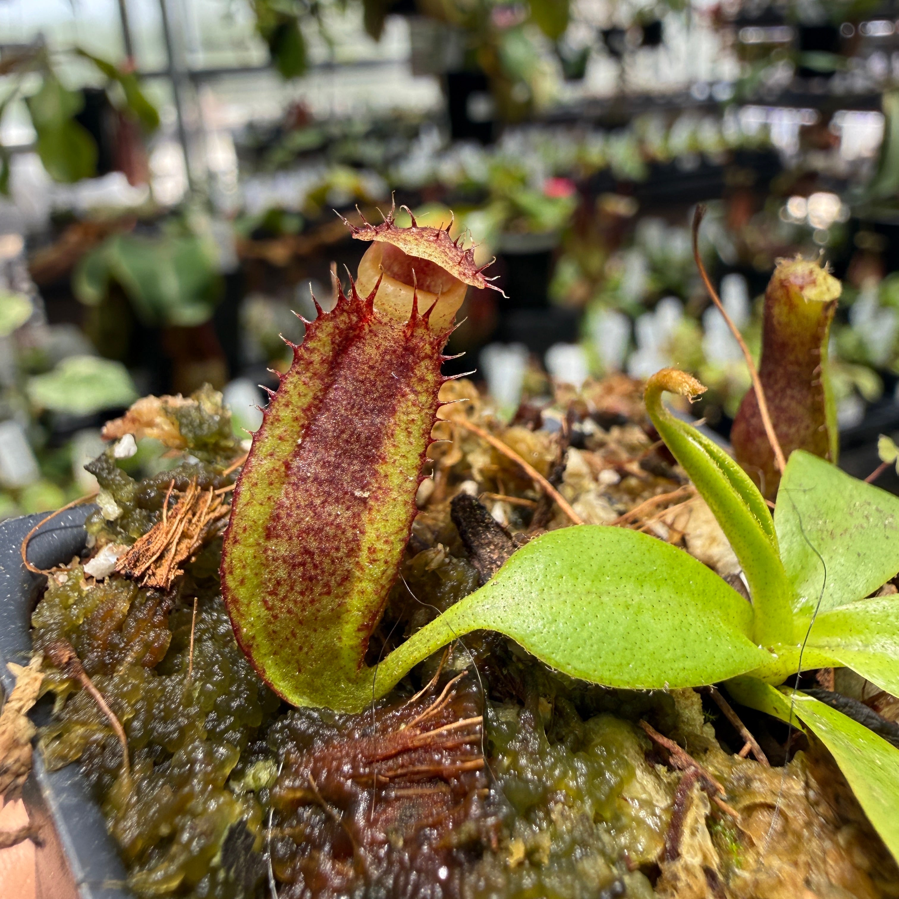 Nepenthes naga x edwardsiana, CAR-1169 – Carnivero