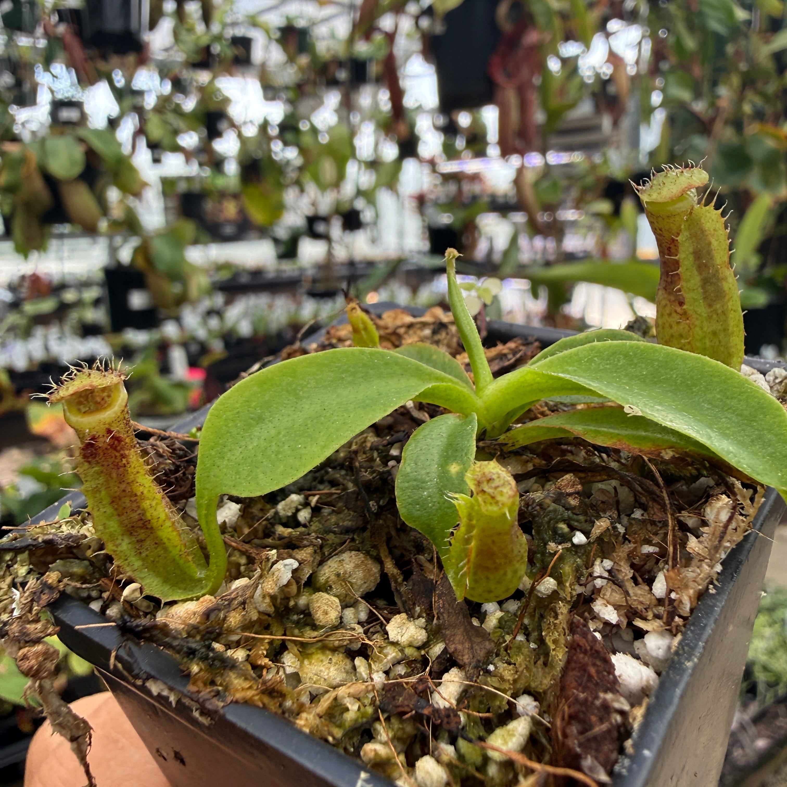 Nepenthes naga 'Paul Barden' x robcantleyi, CAR-1172 – Carnivero