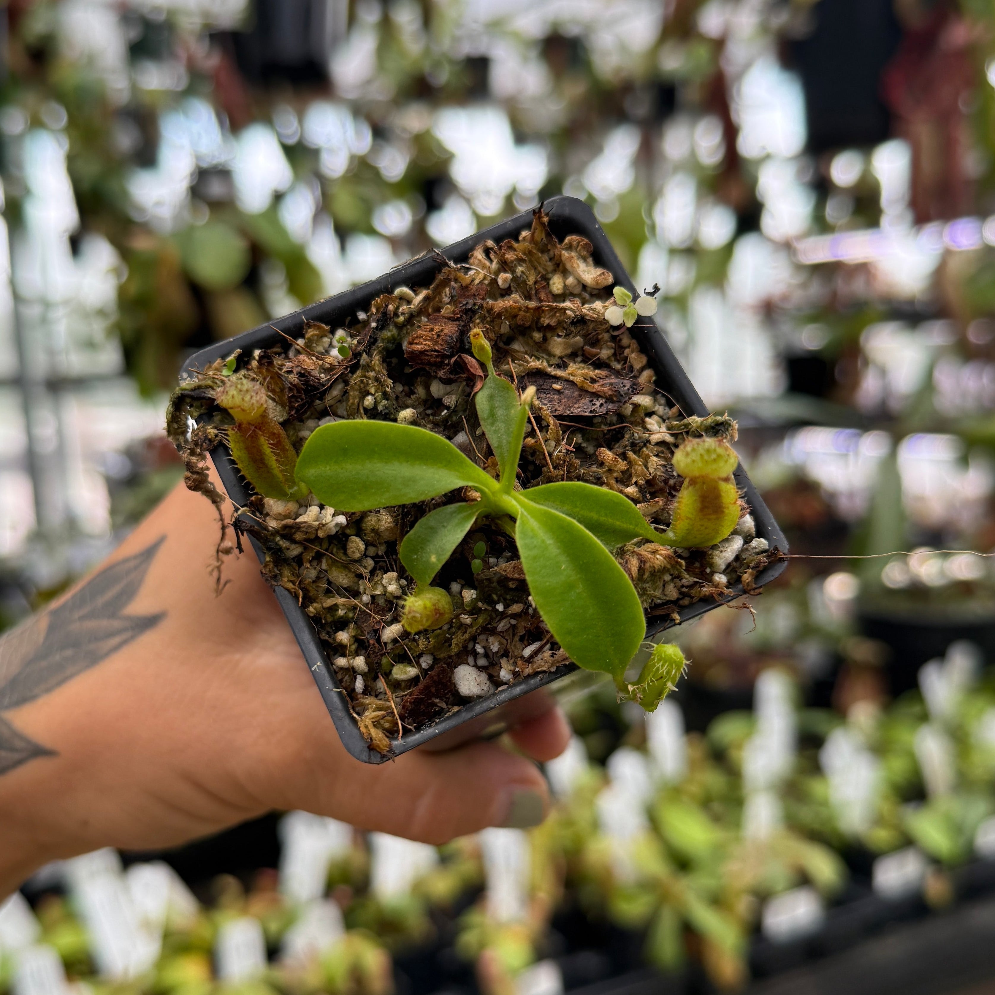 Nepenthes naga 'Paul Barden' x robcantleyi, CAR-1172 – Carnivero