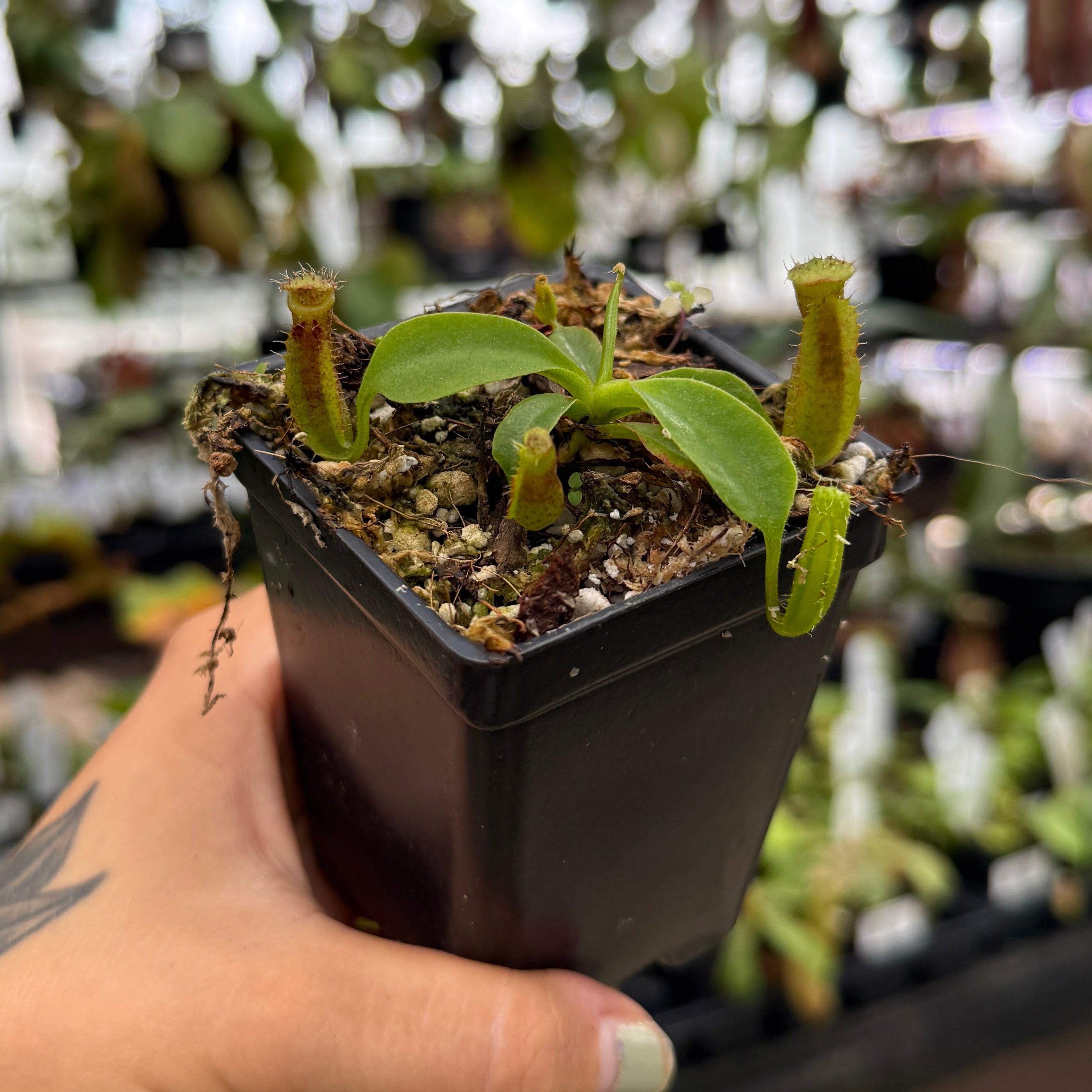 Nepenthes naga 'Paul Barden' x robcantleyi, CAR-1172 – Carnivero