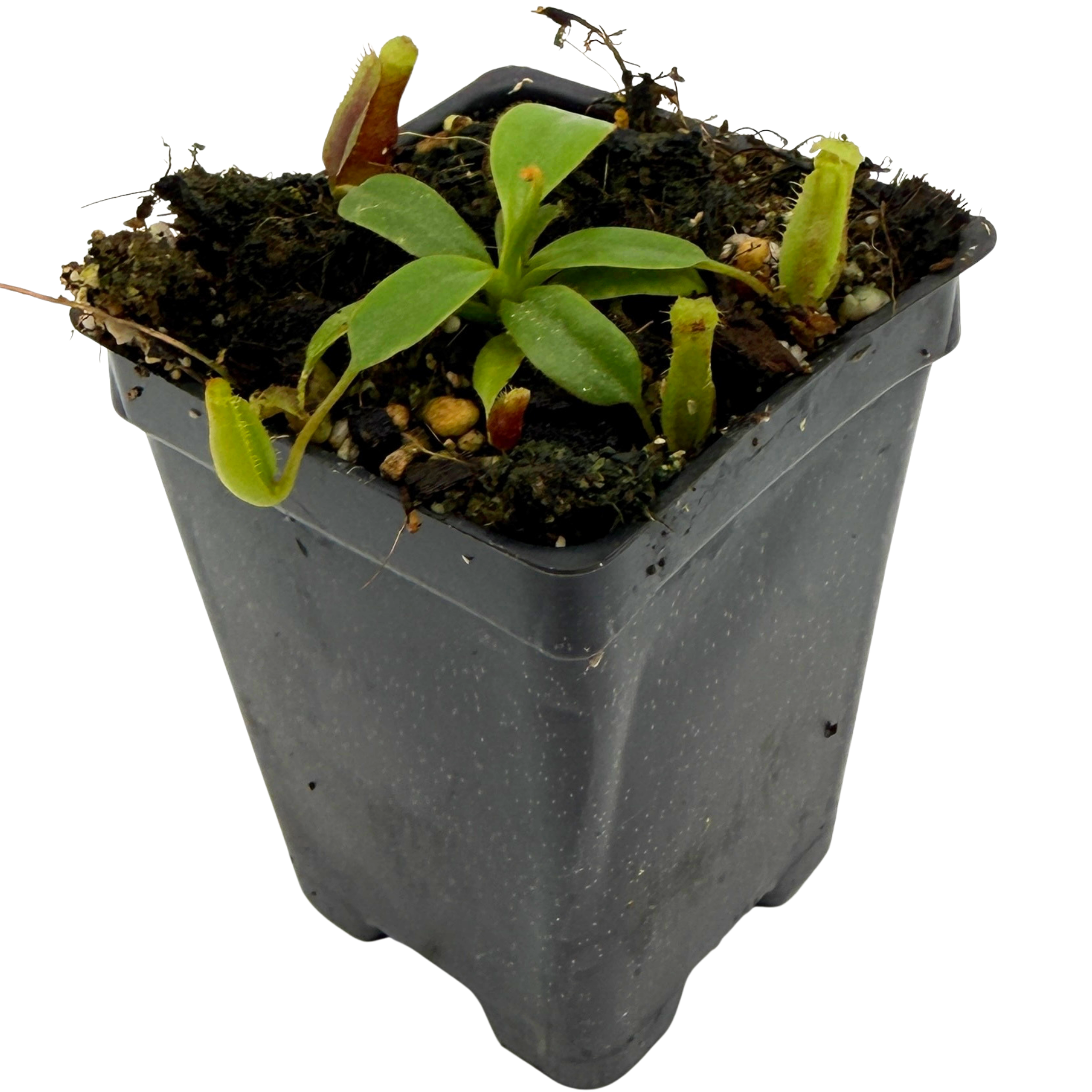 Nepenthes (veitchii x lowii) x villosa, CAR-1230 – Carnivero