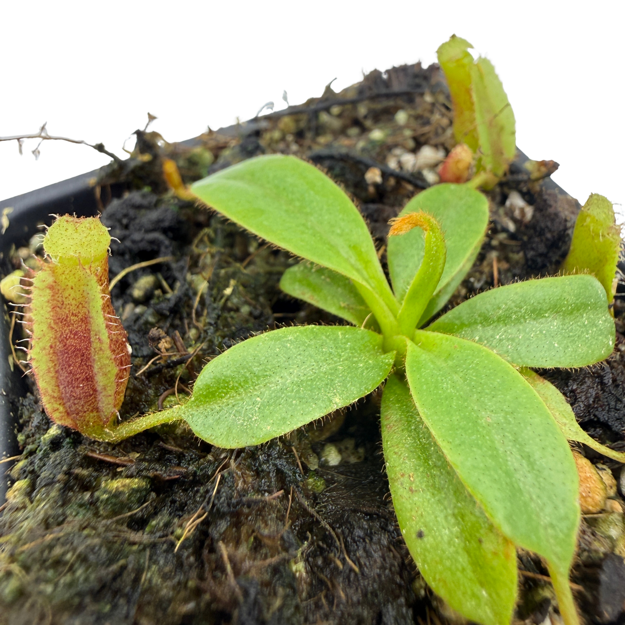 Nepenthes (veitchii x lowii) x villosa, CAR-1230 – Carnivero