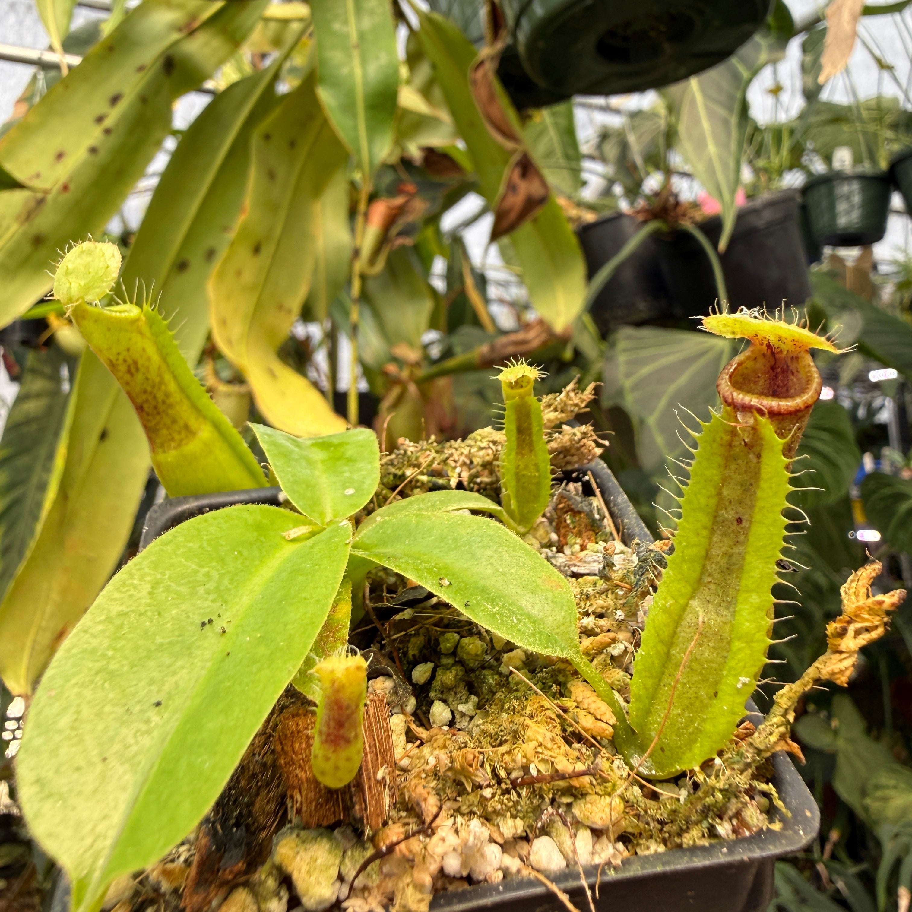 Nepenthes singalana Belirang x truncata (d)-tall, CAR-1263 – Carnivero