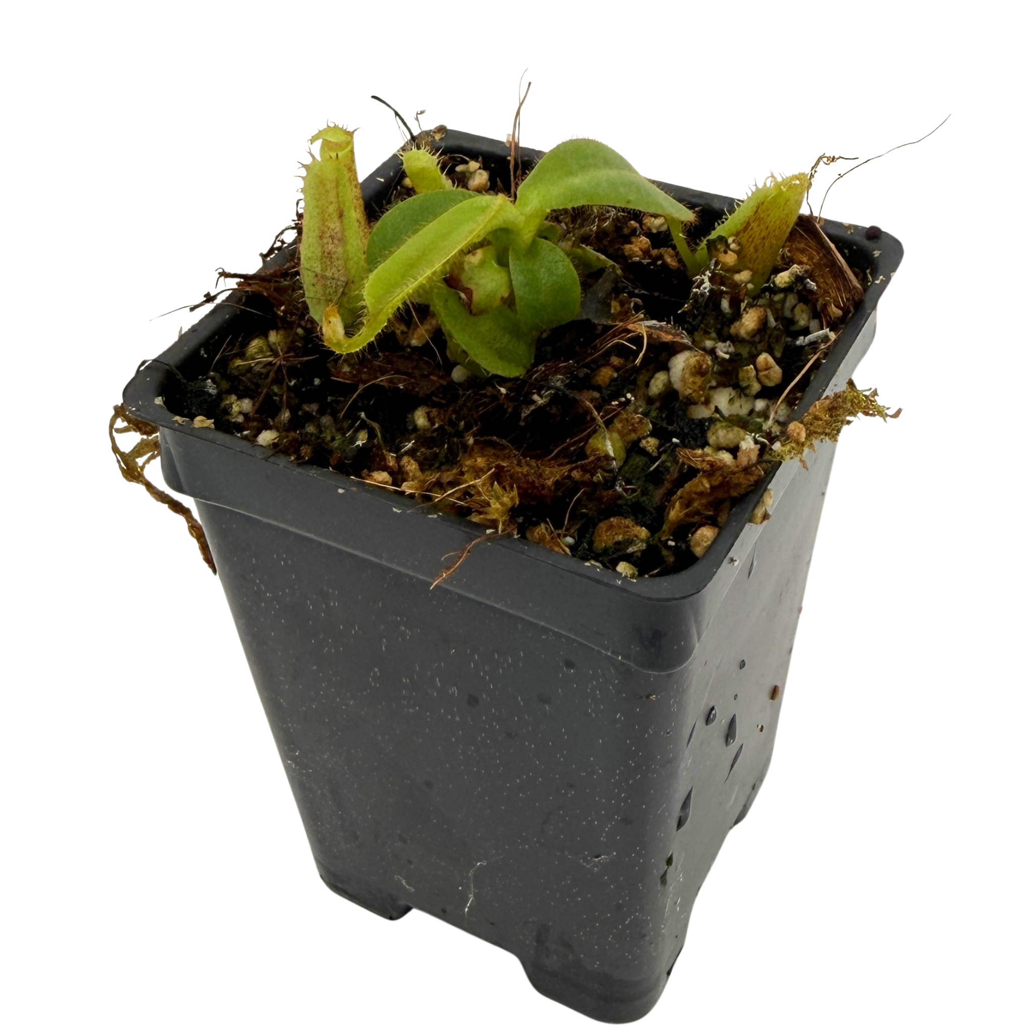 kaninchen カニンチェン　ポメべロス Nepenthes mollis x veitchii 'Candy Dreams', CAR-1313 – Carnivero