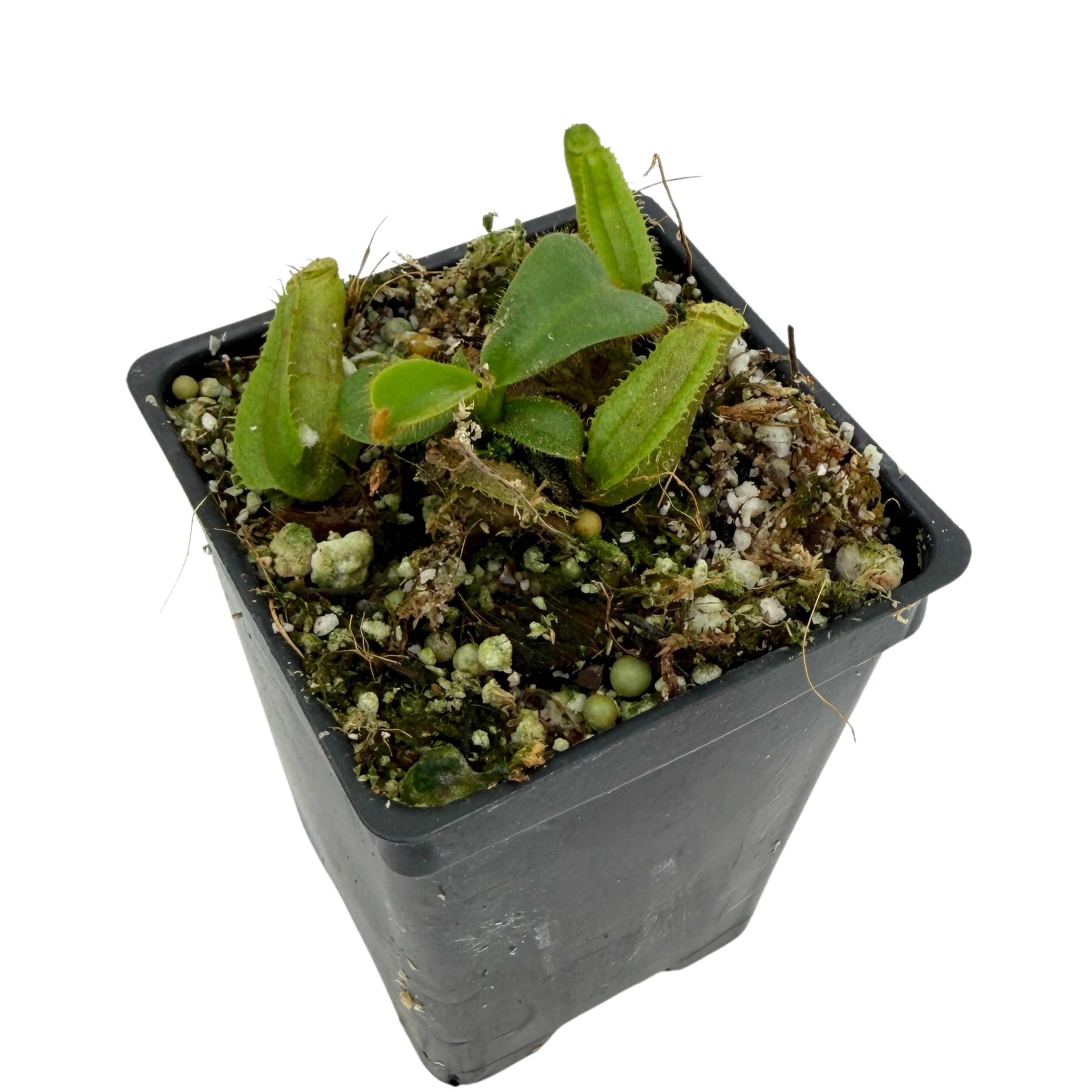 No.554 海外マステ 【PET】 蝶骨 虹光 ★D5 Nepenthes (veitchii 'Big Mama' x allardii striped) #3 x veitchii