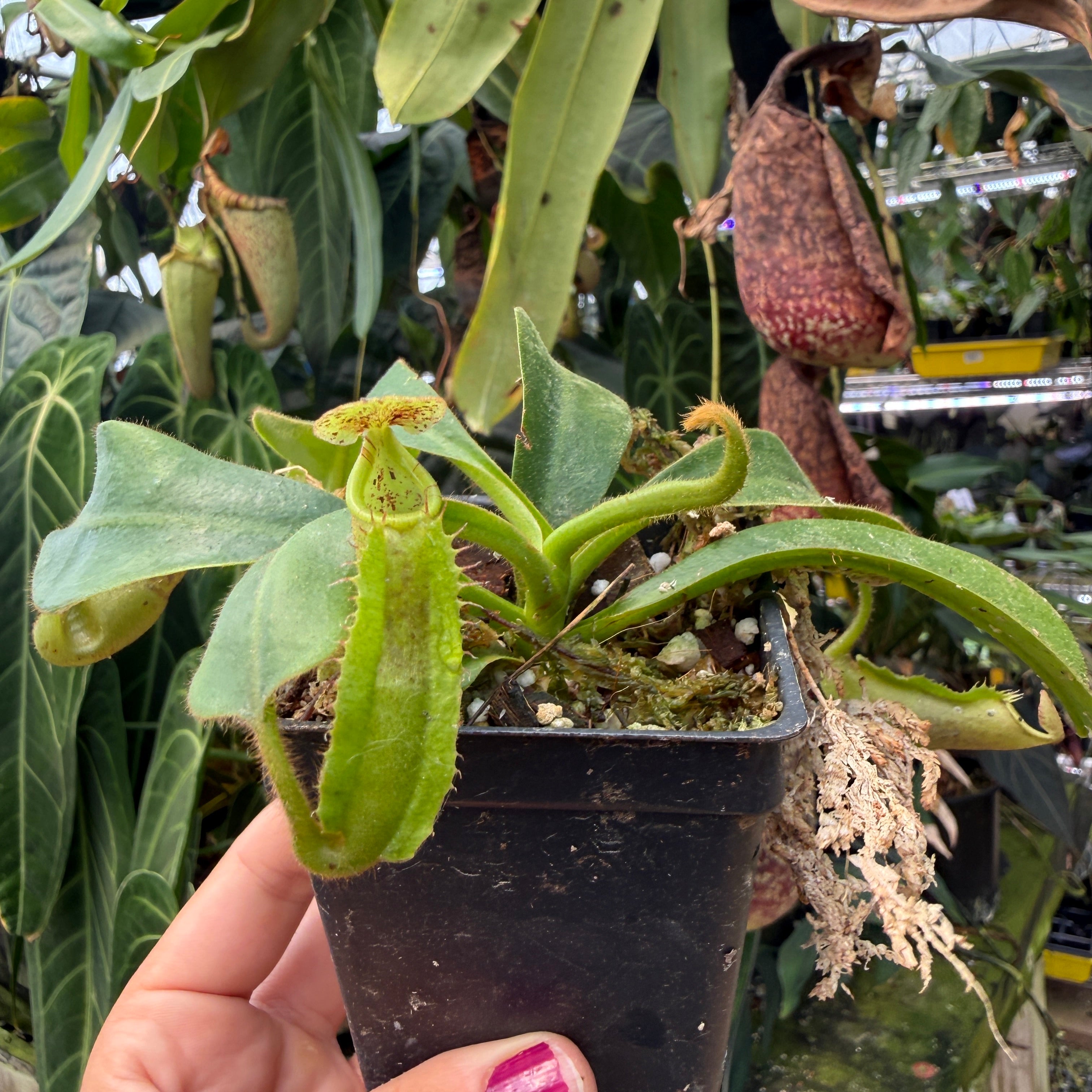 Nepenthes maxima wavy Y's x veitchii 'Bario Squat', CAR-1346