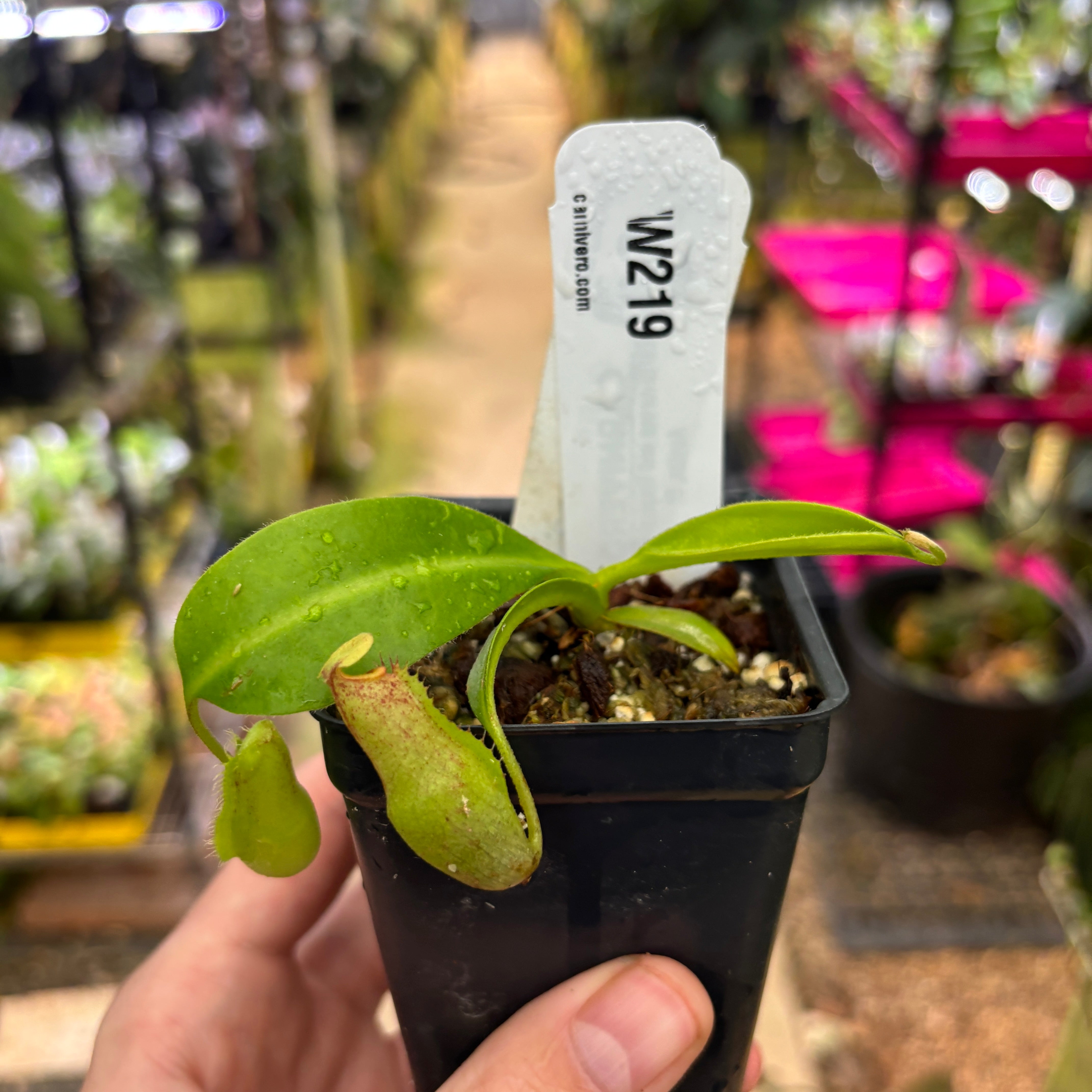 W219] Nepenthes marpesa x edwardsiana – Carnivero