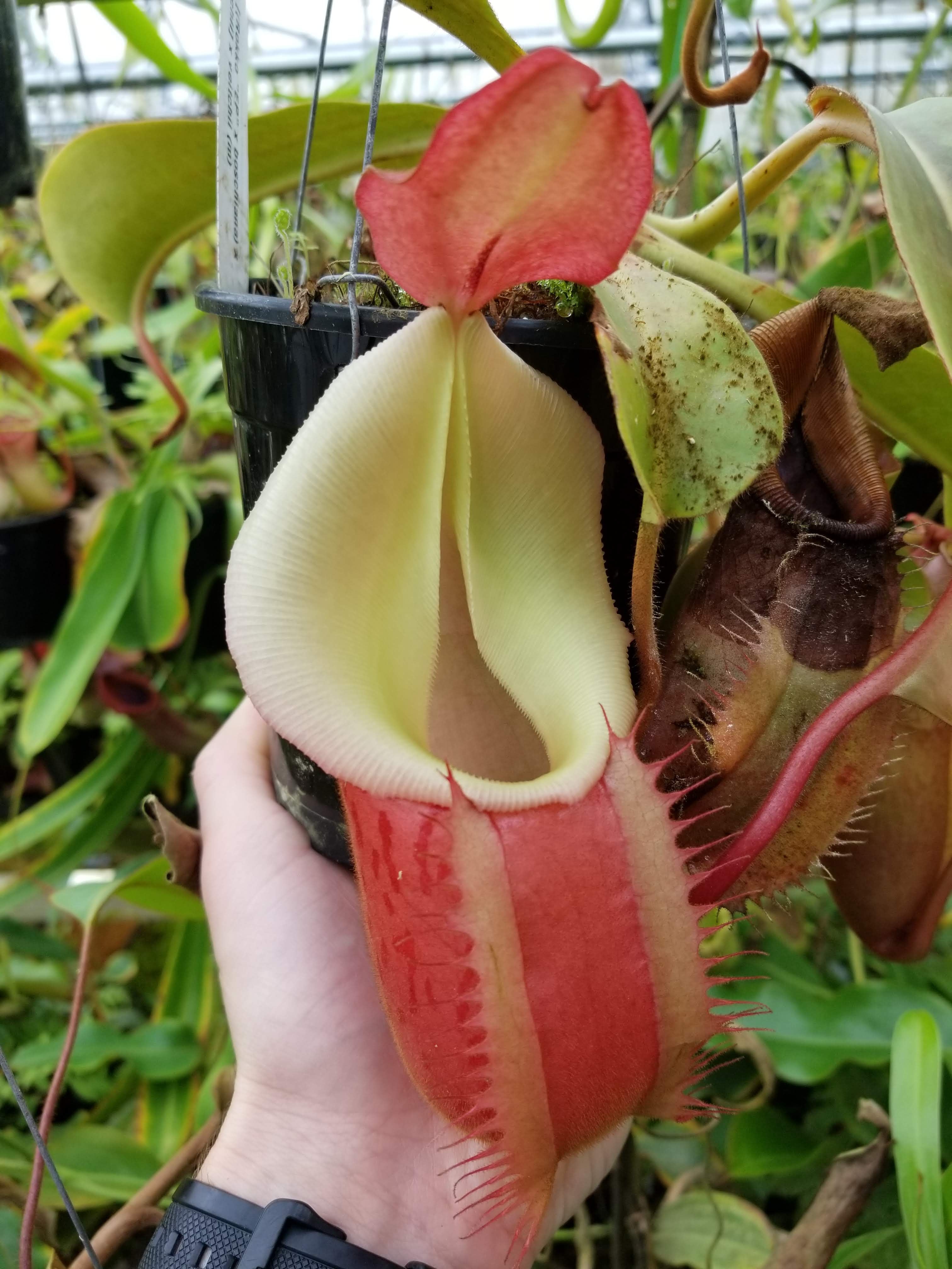 Nepenthes [(Rokko x boschiana) x veitchii] x veitchii (m) - clone