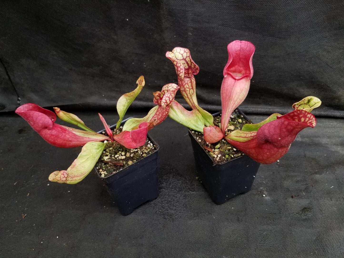 Sarracenia purpurea ssp. venosa