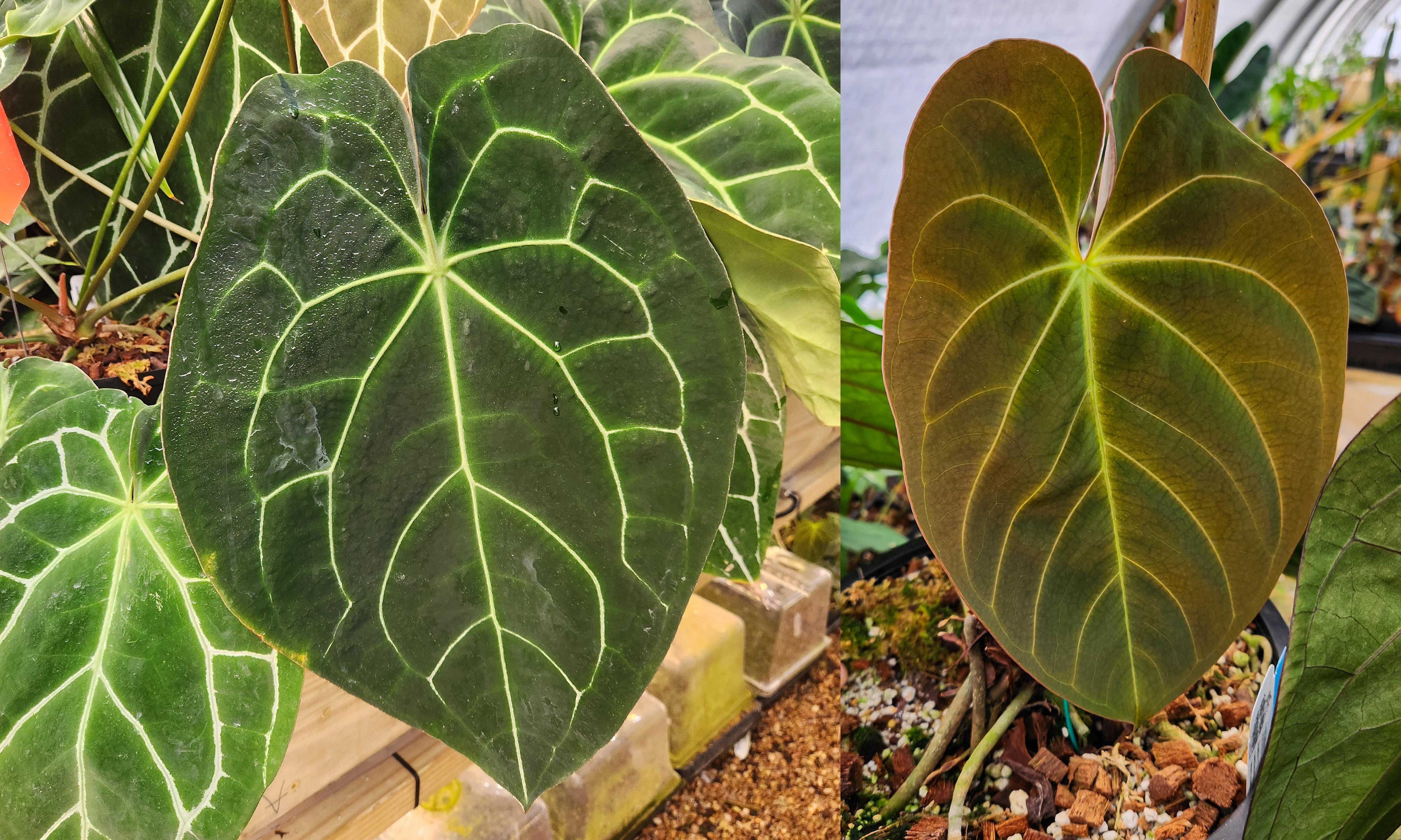 anthurium hoffmani Anthurium (crystallinum x forgetii) x Indo Hoffmannii, CAR-0358